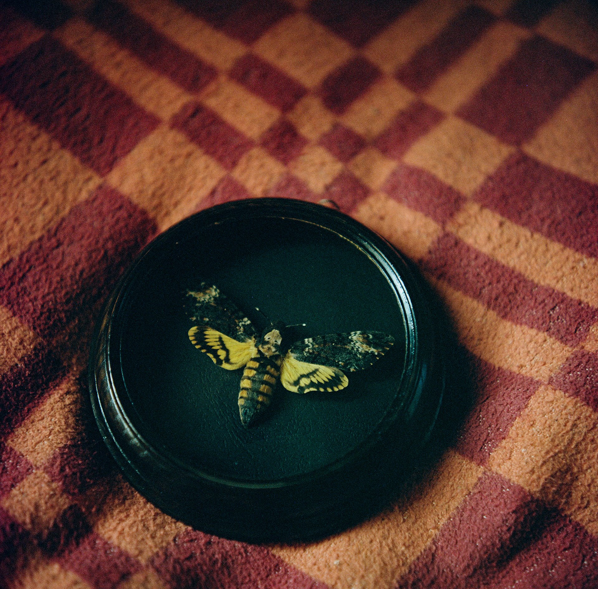 <em>Acherontia atropos</em>, also known as death&rsquo;s-head hawkmoth, encased in a frame in Parkev Kazarian&rsquo;s home in Gyumri, Armenia. Kazarian recalled many trips with Rustam Effendi hunting butterflies in the Caucasus mountains. Every butterfly came with a story of a place, an adventure that led to its capture: &ldquo;You sit at home and it&rsquo;s cold outside, snowing and the dogs are howling. But then you look at the butterflies and the memories come flooding back and warm your heart.&rdquo; &ndash; Parkev Kazarian.&nbsp;