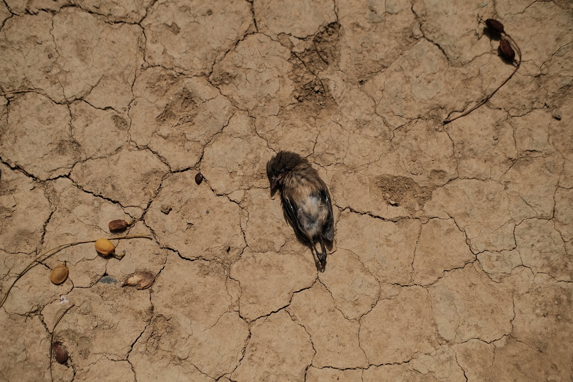 A dead bird lies in the backyard of the photographer&rsquo;s grandmother&rsquo;s house in Los Patios, Norte de Santander, Colombia. Within the photographer&rsquo;s immediate extended family, there are twelve women and only three remaining adult men, reflecting a wider regional demographic imbalance.