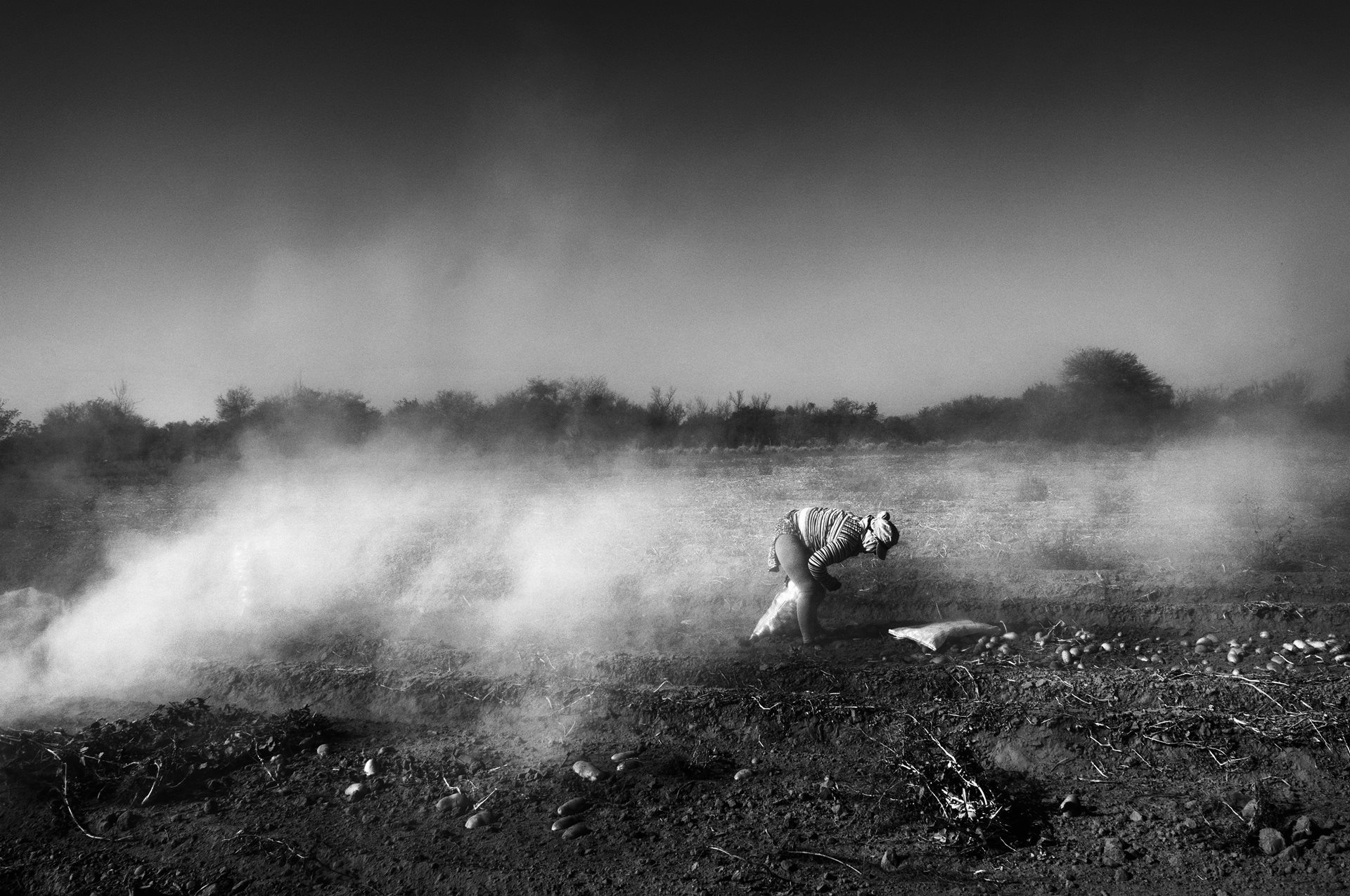 Workers harvest potatoes in Cordoba, Argentina. Potato cultivation in Argentina is intensive, with official reports indicating that up to 40 different agrochemicals are applied.