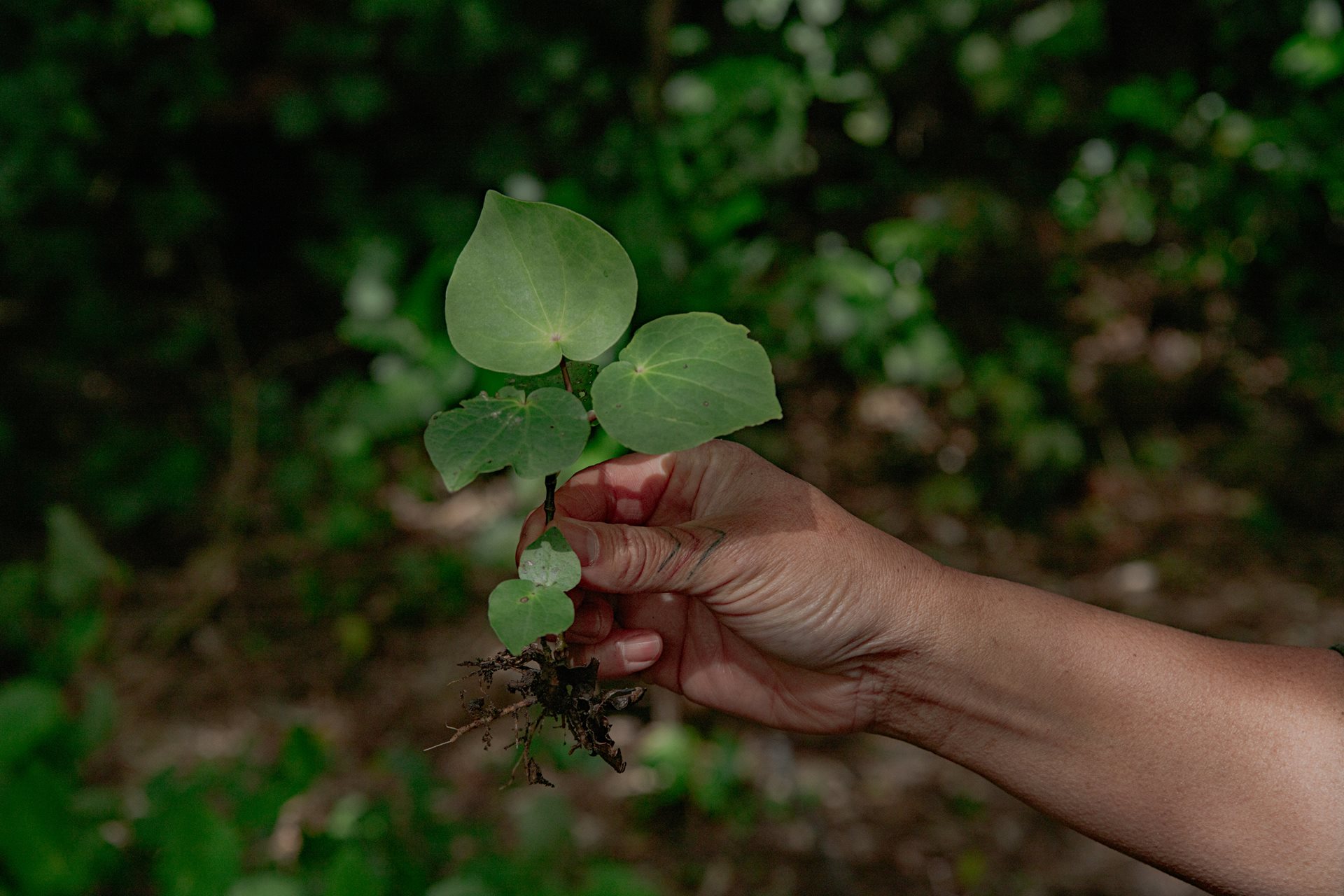Hinewai McManus (47), one of the owners of Te Urewera Treks, which leads visitors through Tūhoe ancestral lands, collects young kawakawa plants near her home in Lake Waikaremoana, New Zealand. Known for its medicinal properties, kawakawa has been used by Māori for centuries to treat various ailments. As she greets the rainforest, McManus respectfully asks permission to relocate these plants to a new area.