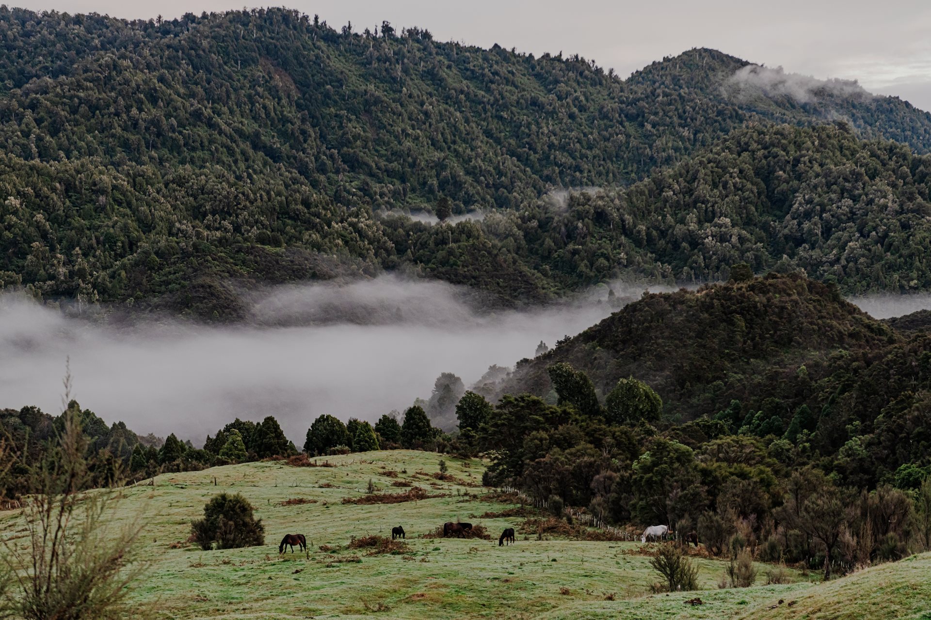 Horses roam freely in Maungapohatu, Te Urewera, New Zealand. Introduced by Europeans in the early 19th century, these animals have become integral to the Tūhoe people&#39;s way of life, serving as crucial transportation in the rugged terrain. The horses navigate harsh winters, rough riverbeds, and steep bush tracks in the remote forest region.