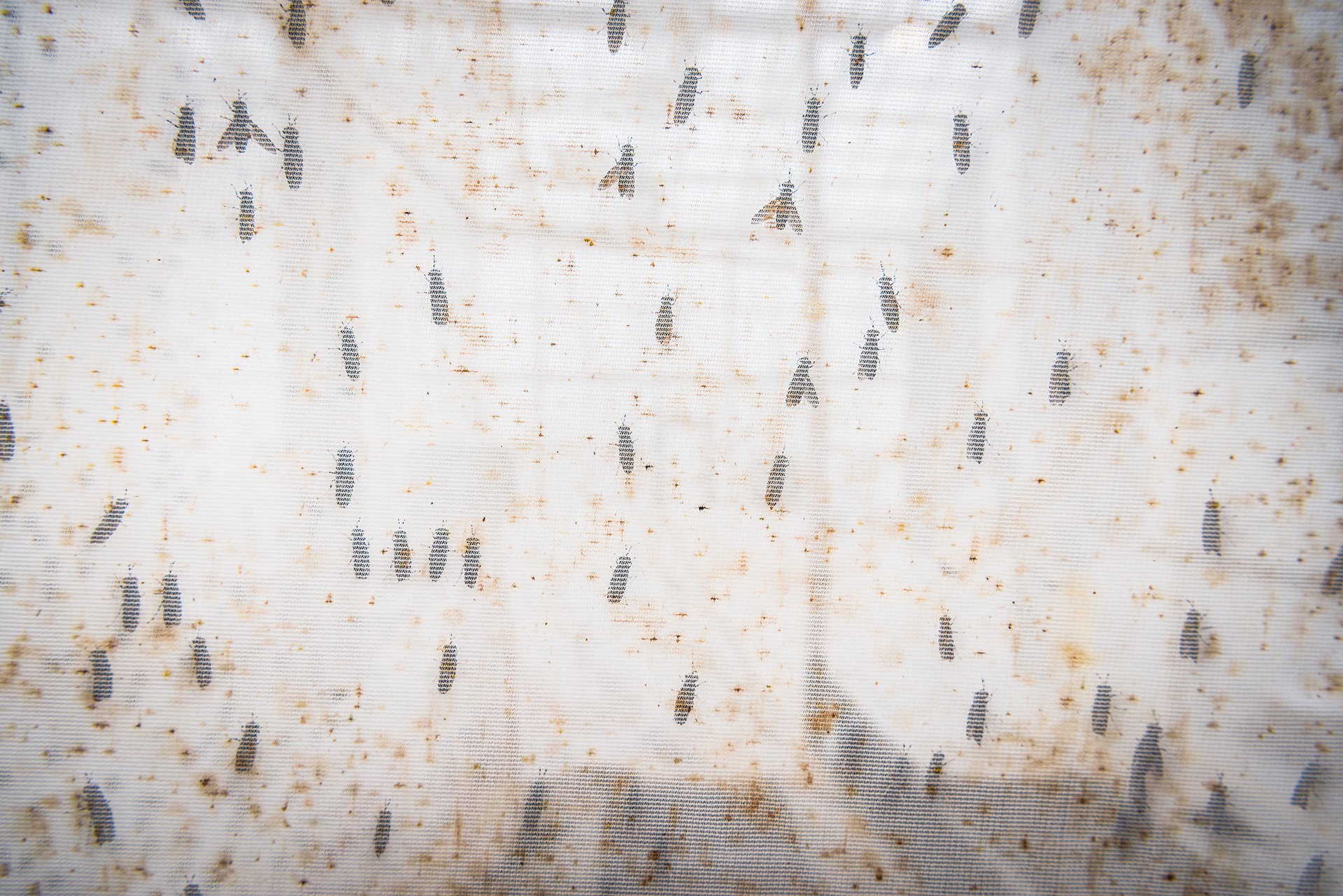 Black soldier flies lay eggs in a gauze enclosure , &nbsp;at an insect-protein production plant in Nesle, France. The site produces up to 10,000 tons of insect protein and oil annually, derived from black soldier fly larvae, transforming it into animal feed and fertilizer. The insect protein makes a more sustainable alternative to fishmeal and vegetable oils in, for example, fish and poultry farming and enriching soil for crops. More than 20,000 insect eggs are collected per second without human intervention, using artificial intelligence and optical recognition technology.