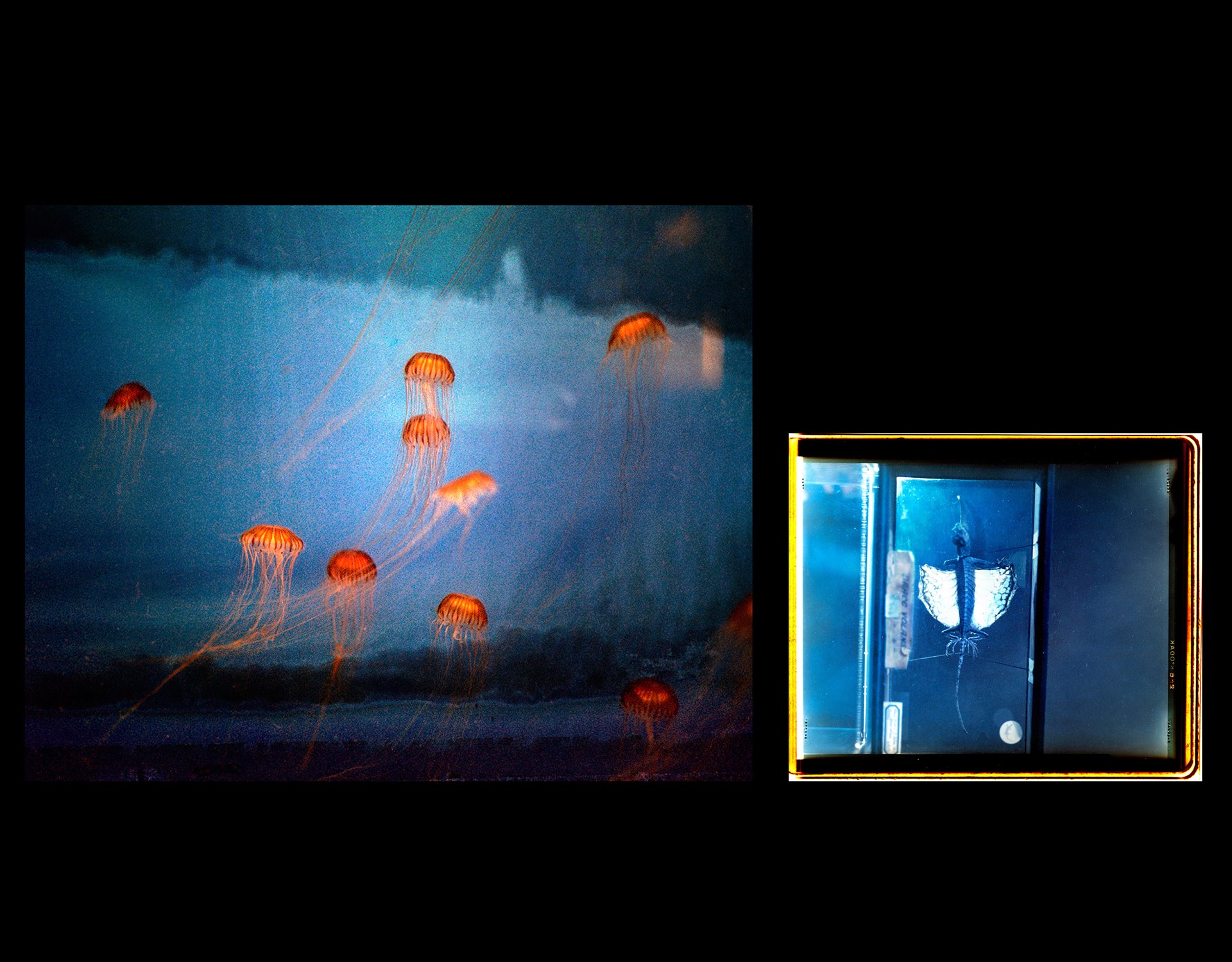 (Left) Pacific Sea nettle Jellyfish. These Jellyfish have been found off the coast of Australia and are also kept in British Museum collections. The image was made using a large format camera and hand printed in the colour darkroom by the photographer. &nbsp;(Right) A flying lizard from the Grant Museum of Zoology, London, United Kingdom. The image was made using a large format camera and then hand printed in the colour darkroom by the photographer.&nbsp;