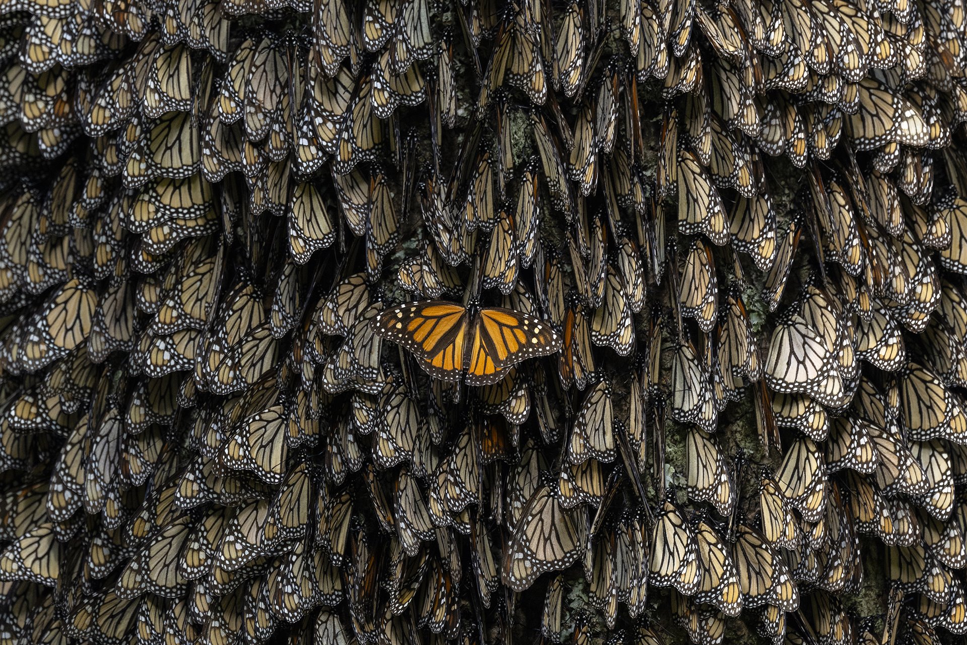 A latecomer attempts to squeeze in between other monarch butterflies for warmth, at El Rosario Monarch Butterfly Sanctuary, a migratory overwintering spot within the Monarch Butterfly Biosphere Reserve in Michoacán, Mexico. Most of the eastern population of monarch butterflies overwinter in the reserve.