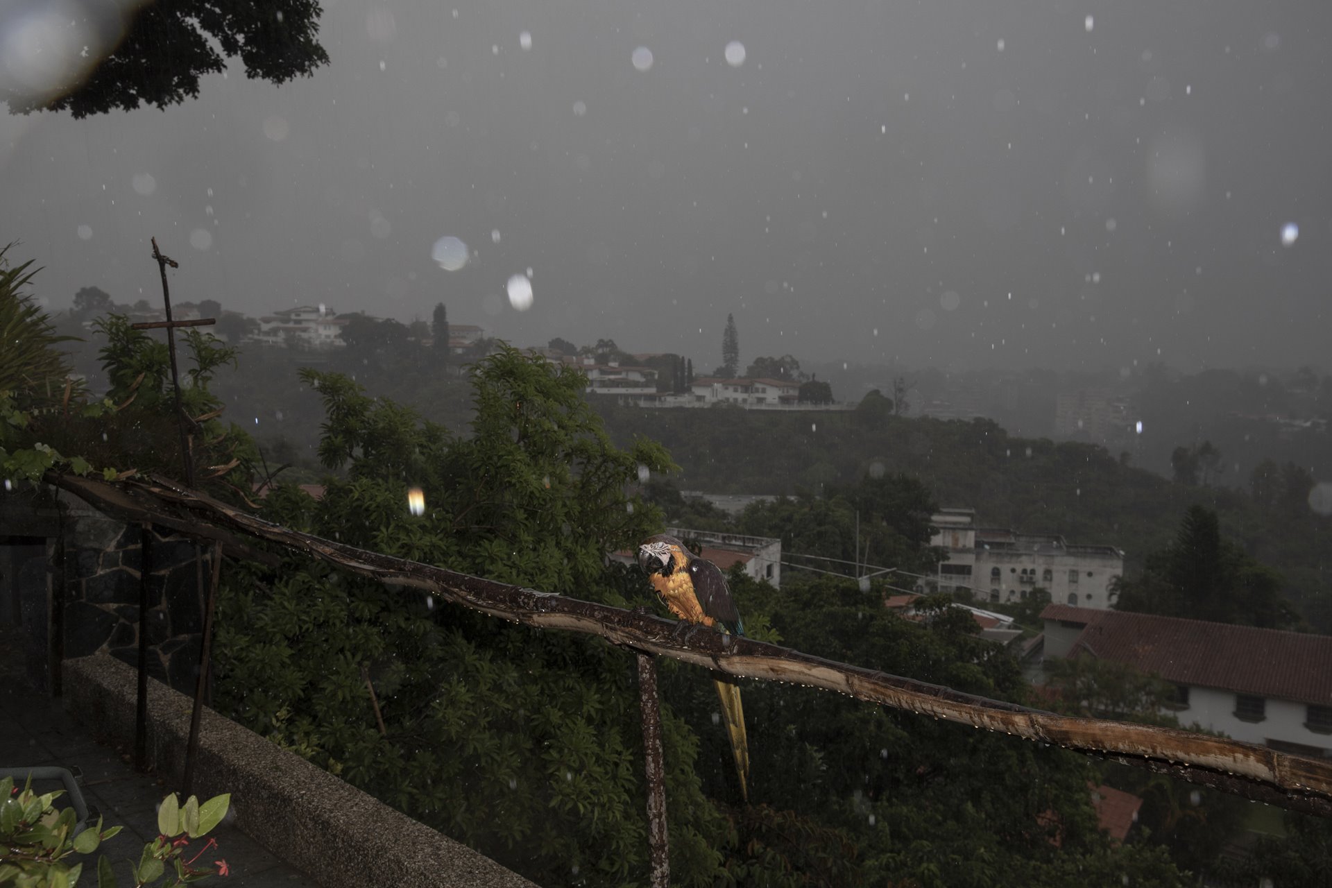 A macaw sits in heavy rain in a middle-class neighborhood in eastern Caracas, Venezuela. Although poverty decreased in 2021/22, inequality remains wide, making Venezuela one of the most unequal countries in the Americas, according to the National Poll of Living Conditions (ENCOVI).