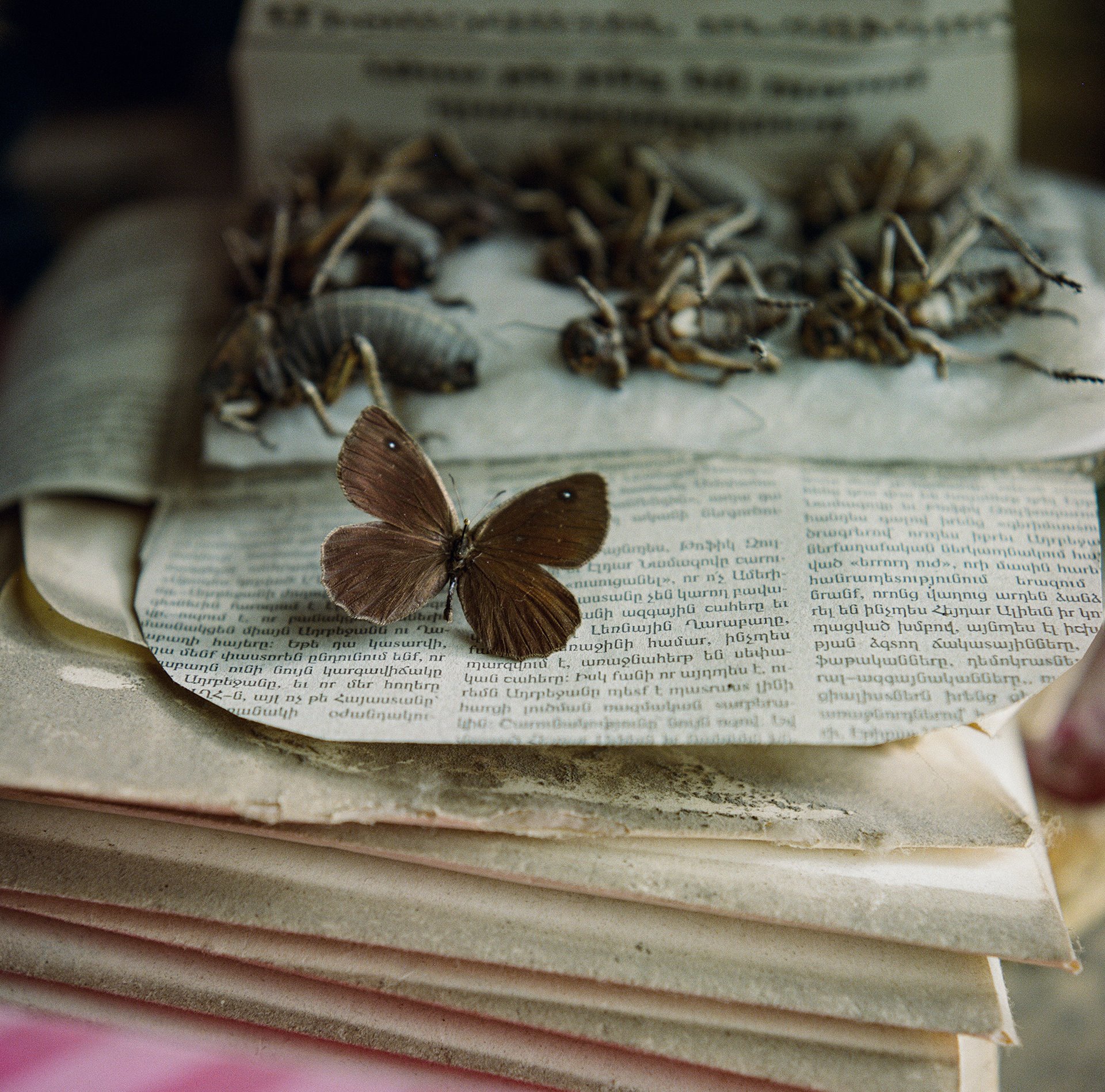 <em>Satyrus effendi </em>is a rare and endangered butterfly species native to the mountainous and inhospitable terrain along the border between Azerbaijan and Armenia &ndash; two countries in the grip of a decades long conflict. The species was named in honor of the photographer&rsquo;s father, famed Soviet Azerbaijani entomologist Rustam Effendi.