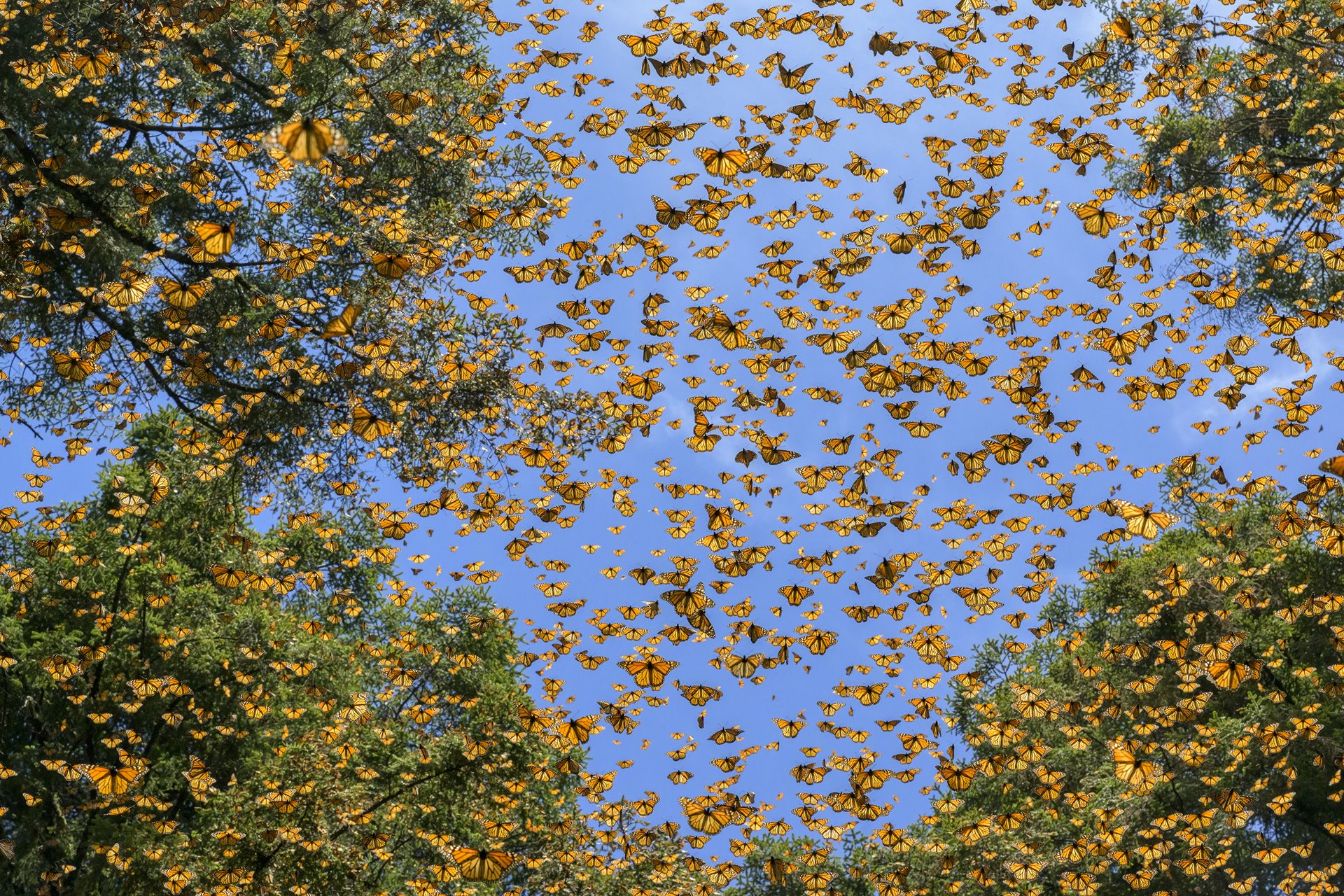 Butterflies stream through protected indigenous fir forests in the Monarch Butterfly Biosphere Reserve. The mountain hillsides of oyamel forest provide an ideal overwintering microclimate. Michoacán, Mexico.&nbsp;The mountain hillsides of oyamel forest provide an ideal overwintering microclimate.<br />
&nbsp;