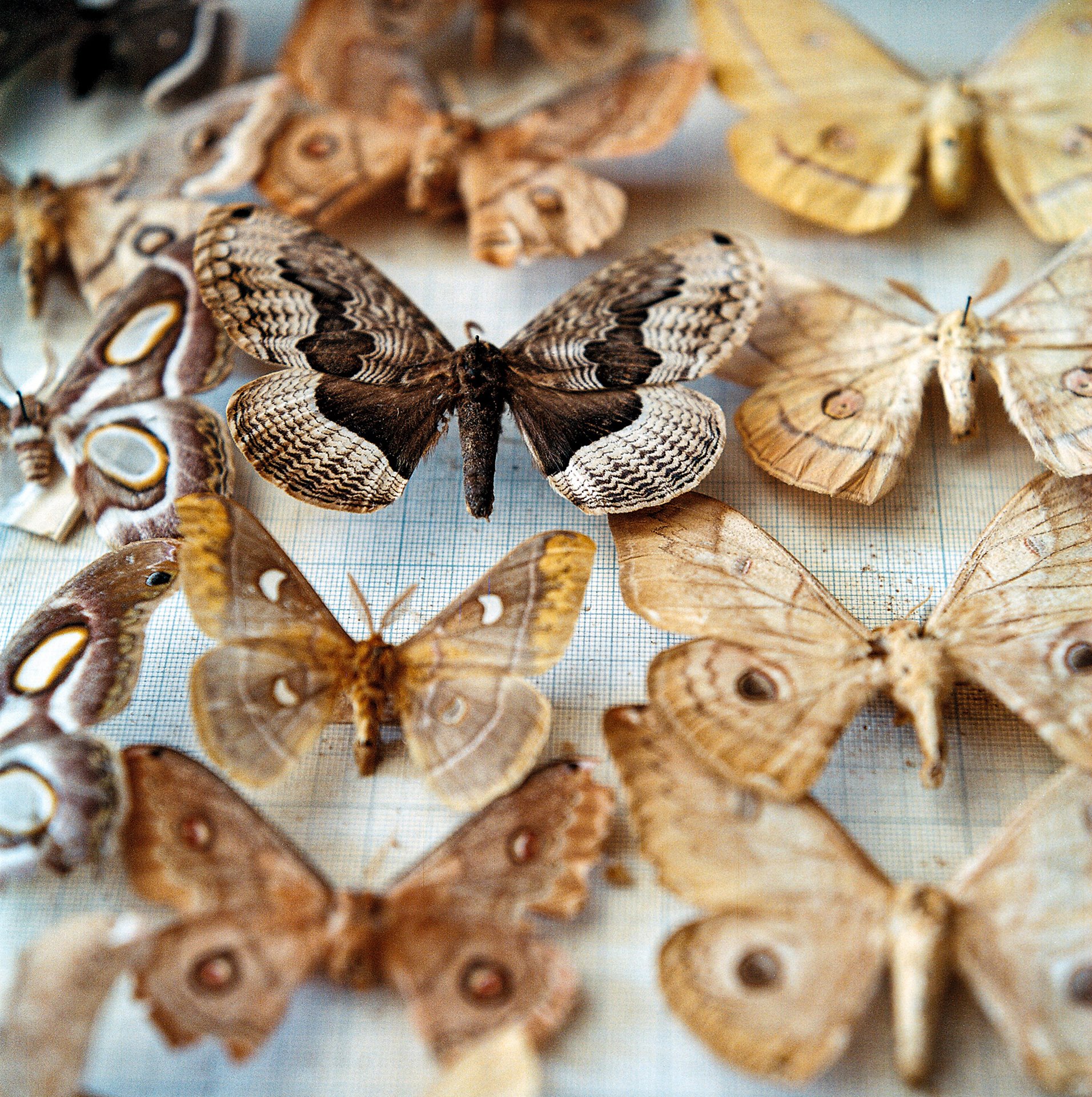 A rare <em>Brahmaea christophi moth </em>(center) displayed in Rustam Effendi&rsquo;s butterfly collection housed at the Azerbaijan State Institute of Zoology, in Baku, Azerbaijan. Effendi hunted, collected, and preserved lepidoptera from the region for forty years. After he passed away in 1991, much of Effend&rsquo;s collection &ndash; which once contained over 90,000 specimens &ndash; was lost or degraded due to neglect.