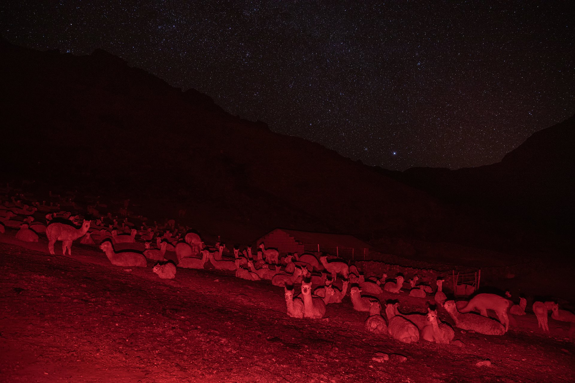 <p>Alpacas rest outdoors at night in Oropesa, Peru. Many <em>alpaqueros</em> (alpaca-farmers) cannot afford to build shelters for their animals, despite freezing temperatures at high altitudes.</p>
