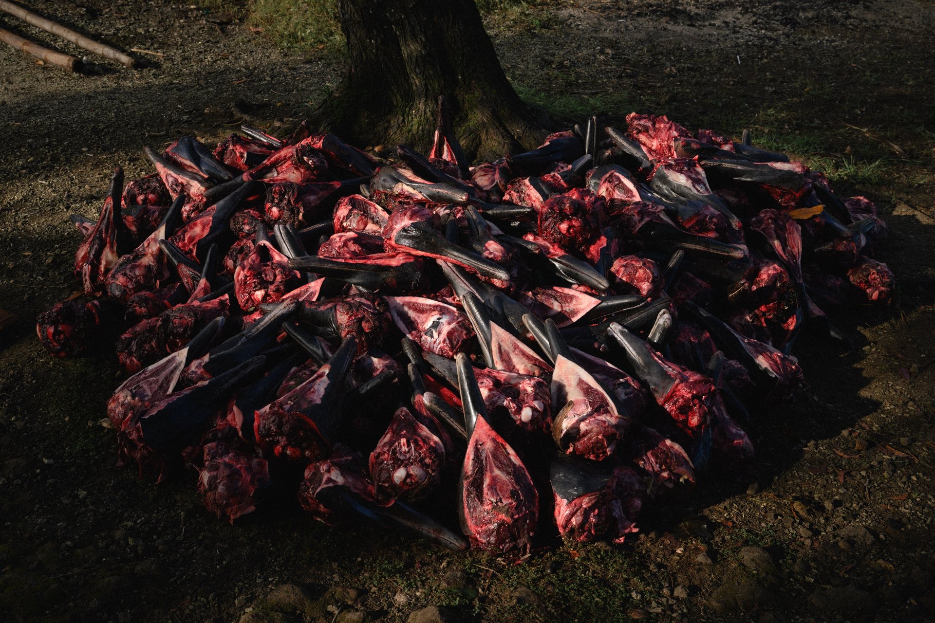 The heads of 333 dolphins are piled together following a hunt. The teeth are extracted and distributed among the community. A successful hunt can generate thousands of dollars, exceeding many other local economic activities. Walande, Maramasike Island, South Malaita, Solomon Islands.