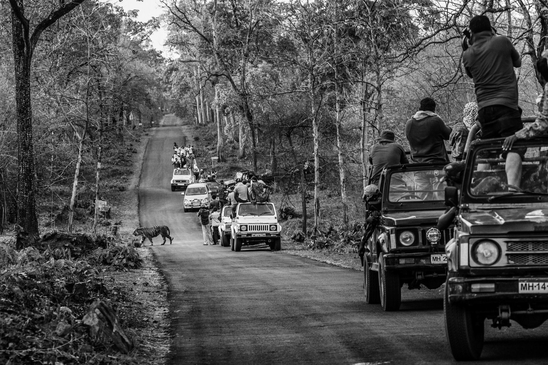 <p>A male adult tiger crossing the road in the Tadoba Andhari Tiger Reserve, Chandrapur, Maharashtra, India. Single tigers occupy from 15 to 30 square kilometers of territory.</p>
