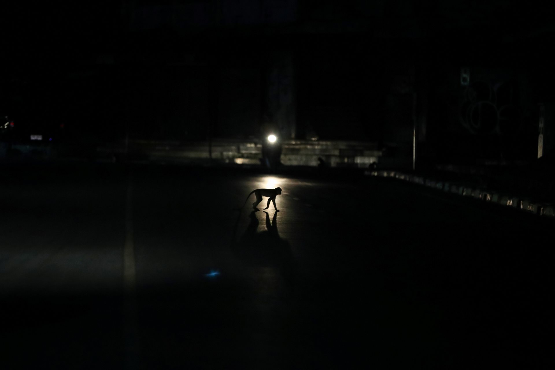 A long-tailed macaque walks freely across the road, near Phra Prang Sam Yot temple in Lopburi, Thailand.