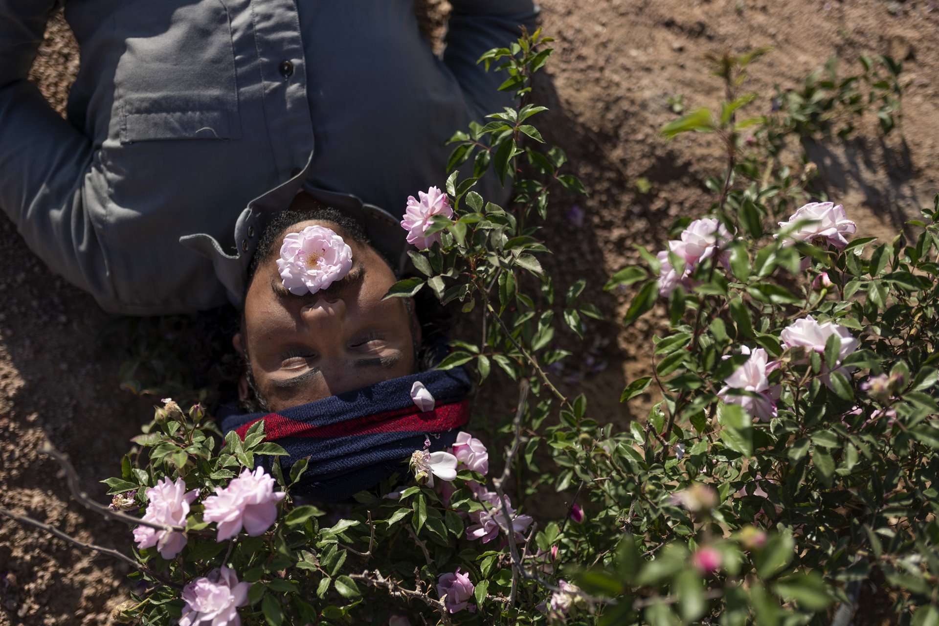 Moussa Algebaly (25) lies under the tea flower plant (<em>Rosa gallica</em>) after performing daily maintenance in his garden in Al-Tarfa village, South Sinai, Egypt. When boiled, the tea flower plant helps reduce menstrual and labor pain for Bedouin women, who struggle to access medical care. After years of drought, a major flood occurred in March 2020. This provided an agricultural opportunity for the Bedouin community, whose main source of income is tourism, amid the economic impact caused by the COVID-19 pandemic.