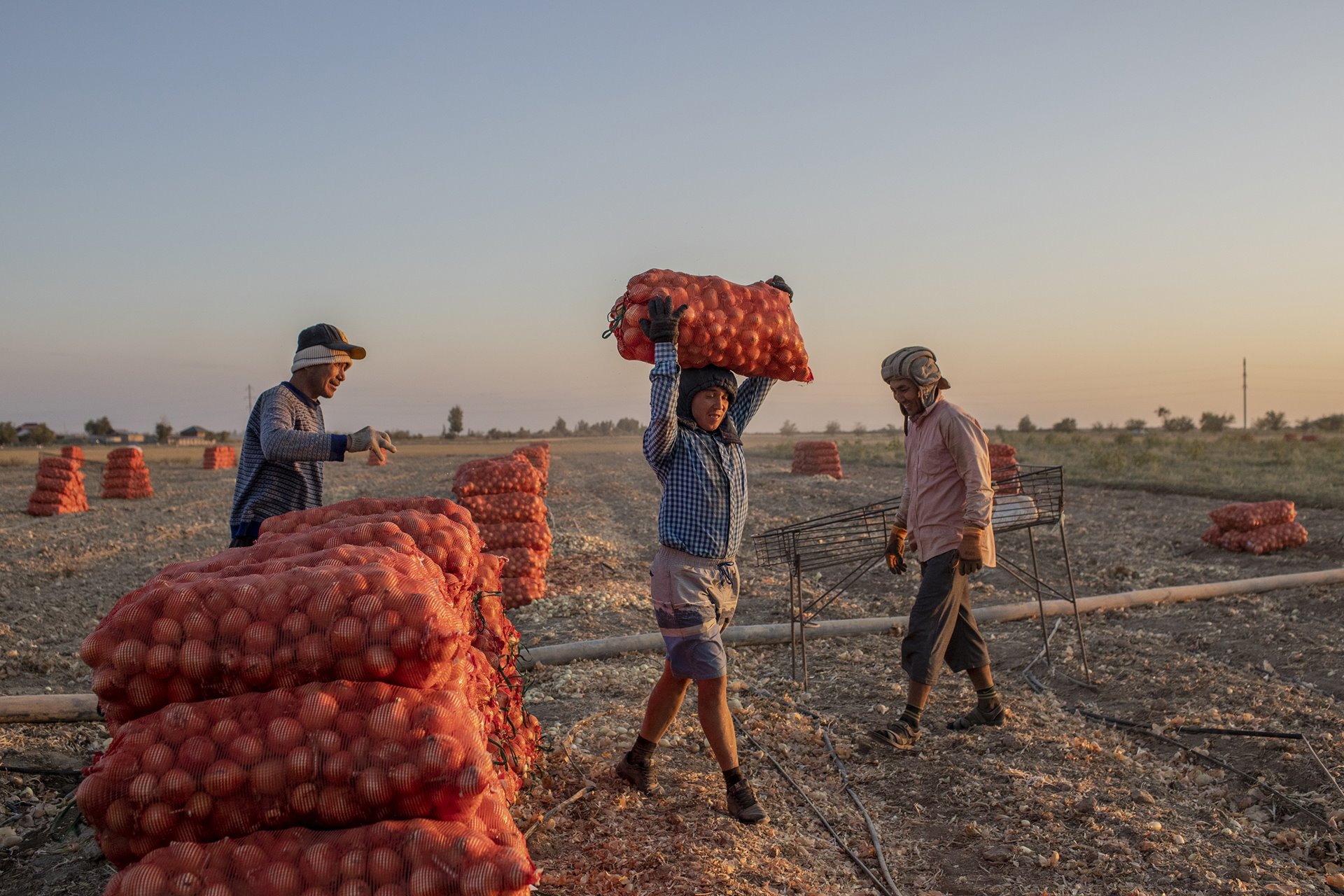 Workers harvest onions in the Jambyl region of Kazakhstan. The field is irrigated by water from the Kirov Reservoir in Kyrgyzstan. In exchange, Kazakhstan allows Kyrgyz exports to Russia through its territory.