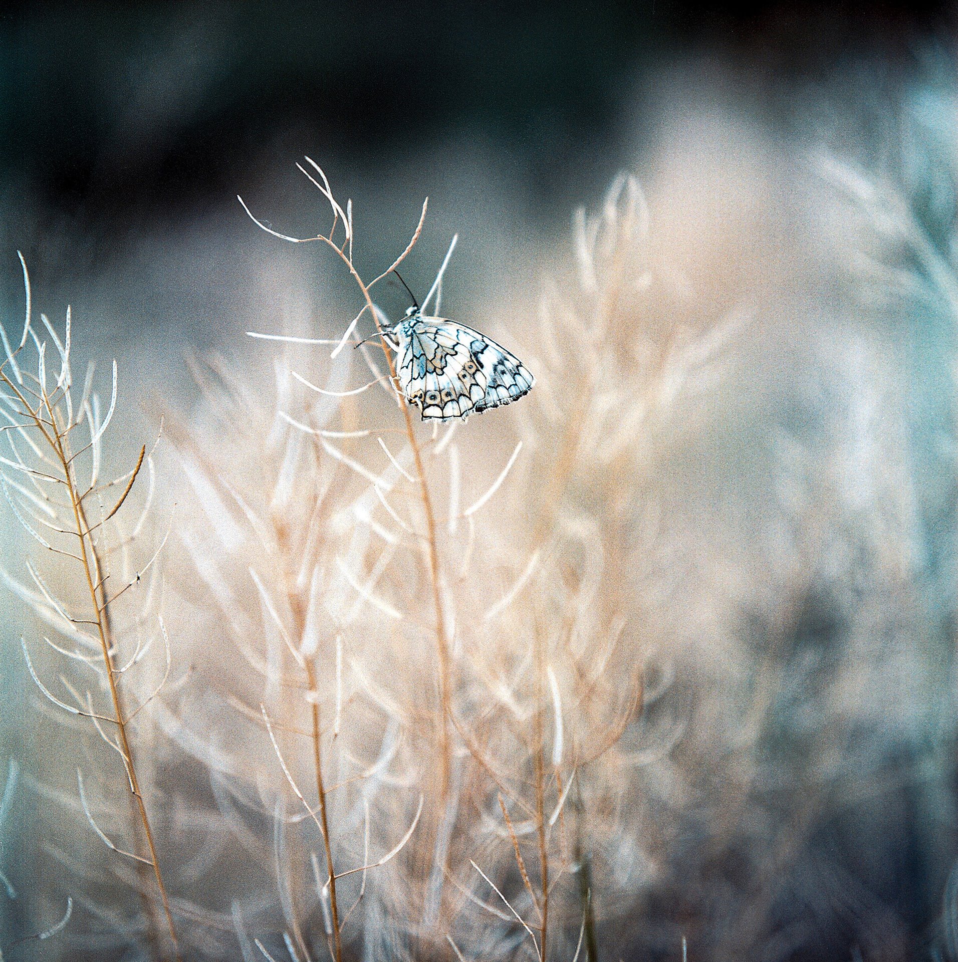 <em>Melanargia larissa</em>, the Balkan marble white butterfly, is a common species which can be found in Nakhchivan, Azerbaijan. Due to global warming, the grass burns faster in lower plains, and shepherds are forced to move their flocks higher into the mountains, thus degrading the mountain habitat and endangering populations of high altitude butterfly species, such as <em>Satyrus effendi</em>.