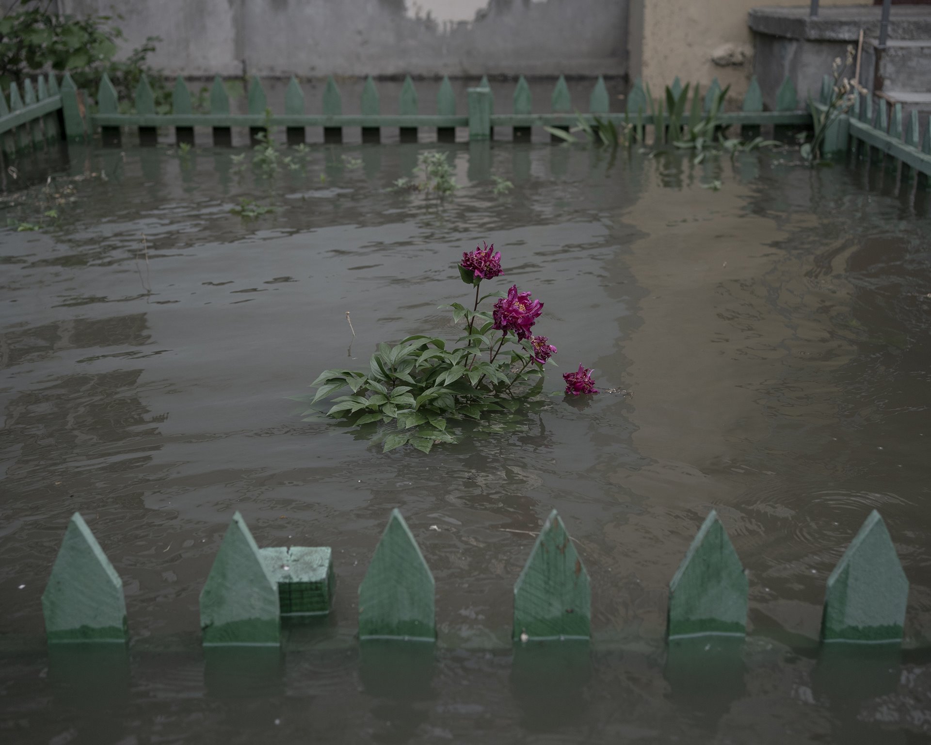 A peony bush submerged in floodwater on Korabel, an island in the Dnipro River in Kherson, Ukraine. Kherson&rsquo;s proximity to the front line hampered rebuilding efforts.
