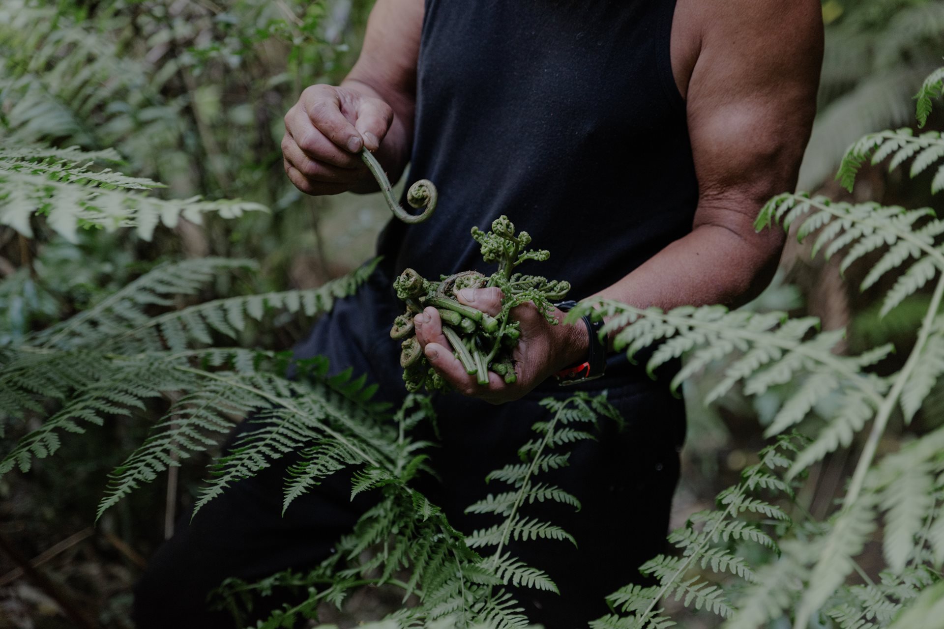 John Rangikapua Teepa (63) gathers pikopiko, edible fern fronds, near his home in Ruatoki, New Zealand. Once a dietary staple, pikopiko are considered a delicacy among Tūhoe elders.