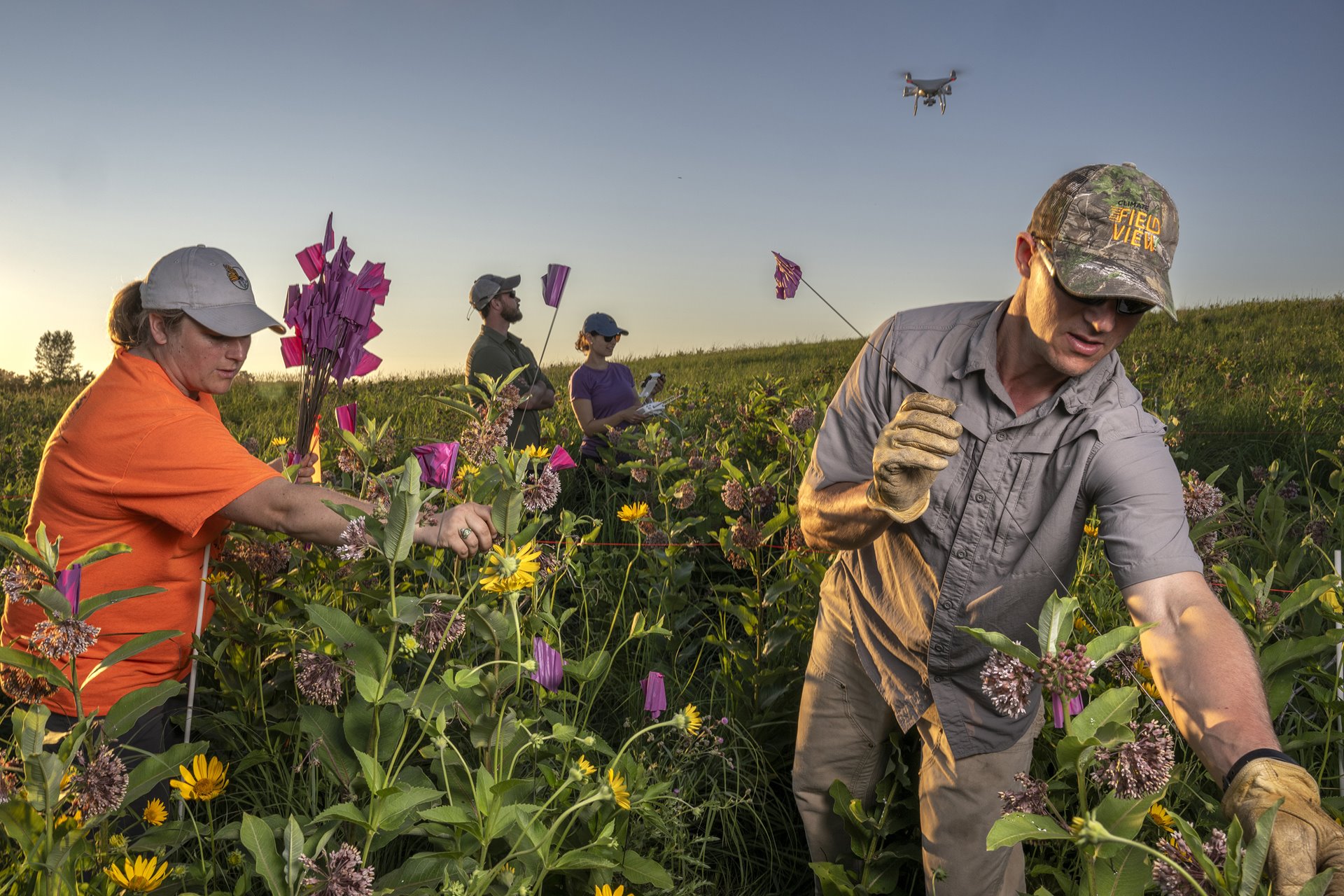 Wendy Caldwell and Timothy Fredricks (foreground) flag milkweed, as pilots Drew Smith and Christine Sanderson fly a drone to survey milkweed abundance in New Germany, Minnesota, United States. Once common, milkweed is rapidly disappearing from the prairies. Assessing and monitoring the existing population is key to plans to recover the monarch butterfly population.&nbsp;