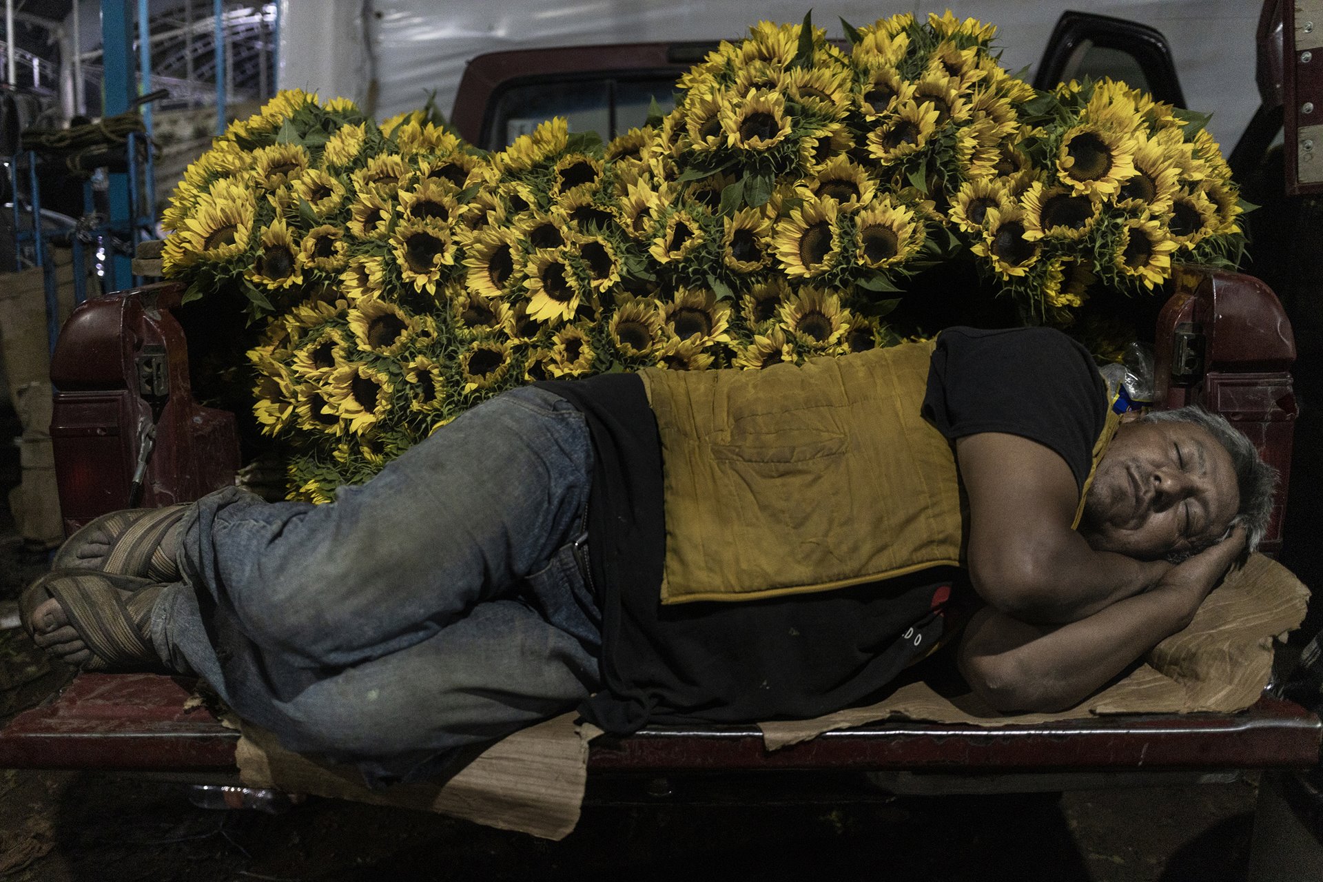 A man takes a nap while displaying sunflowers for sale, at the Central de Abasto wholesale market (known as La Finca), in Villa Guerrero, Mexico.