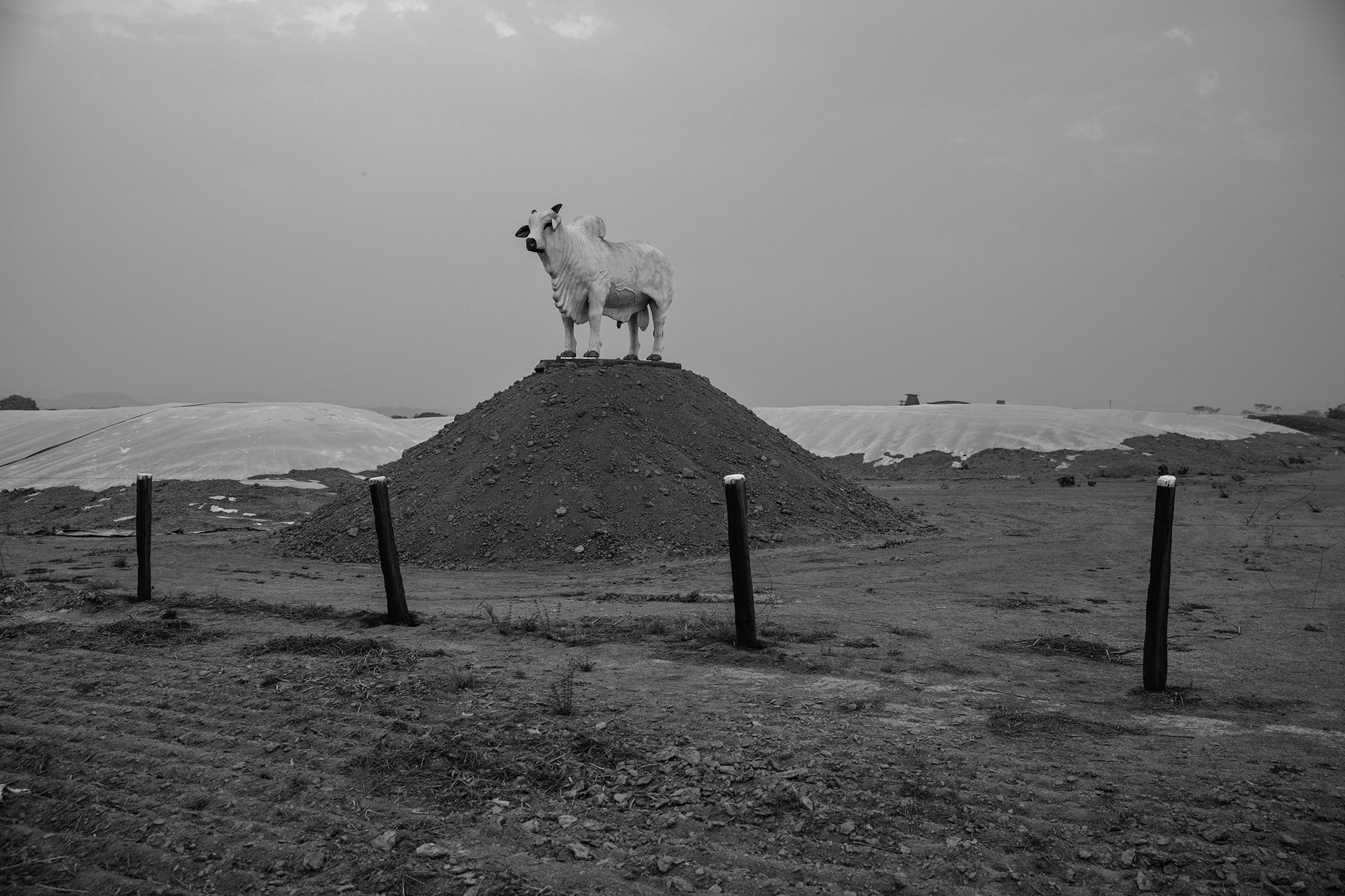 The sculpture of a bull stands at the entrance to a cattle ranch in Peixoto de Azevedo, in northern Mato Grosso, along the BR-163 highway in the Brazilian Amazon. This region, once covered by rainforest, has been deforested to make way for gold-mining, pasture for livestock, and soybean plantations. The BR-163, which links the cities of Cuiabá and Santarém, was paved in recent years and has become a main corridor for the export of soy produced in Mato Grosso.