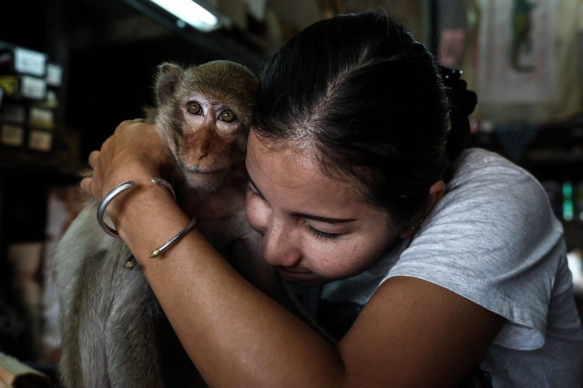 Shopkeeper Supaporn Reanprayoorn hugs &ldquo;Sweet&rdquo;, her favorite macaque, in her shop opposite Phra Prang Sam Yot temple, in Lopburi, Thailand, as officials start capturing monkeys for sterilization. Some residents love the monkeys and see them as an inseparable part of the city. Supaporn sometimes gave them snacks. &quot;Let tourists take pictures with them &ndash; just a hundred or two,&quot; she says.