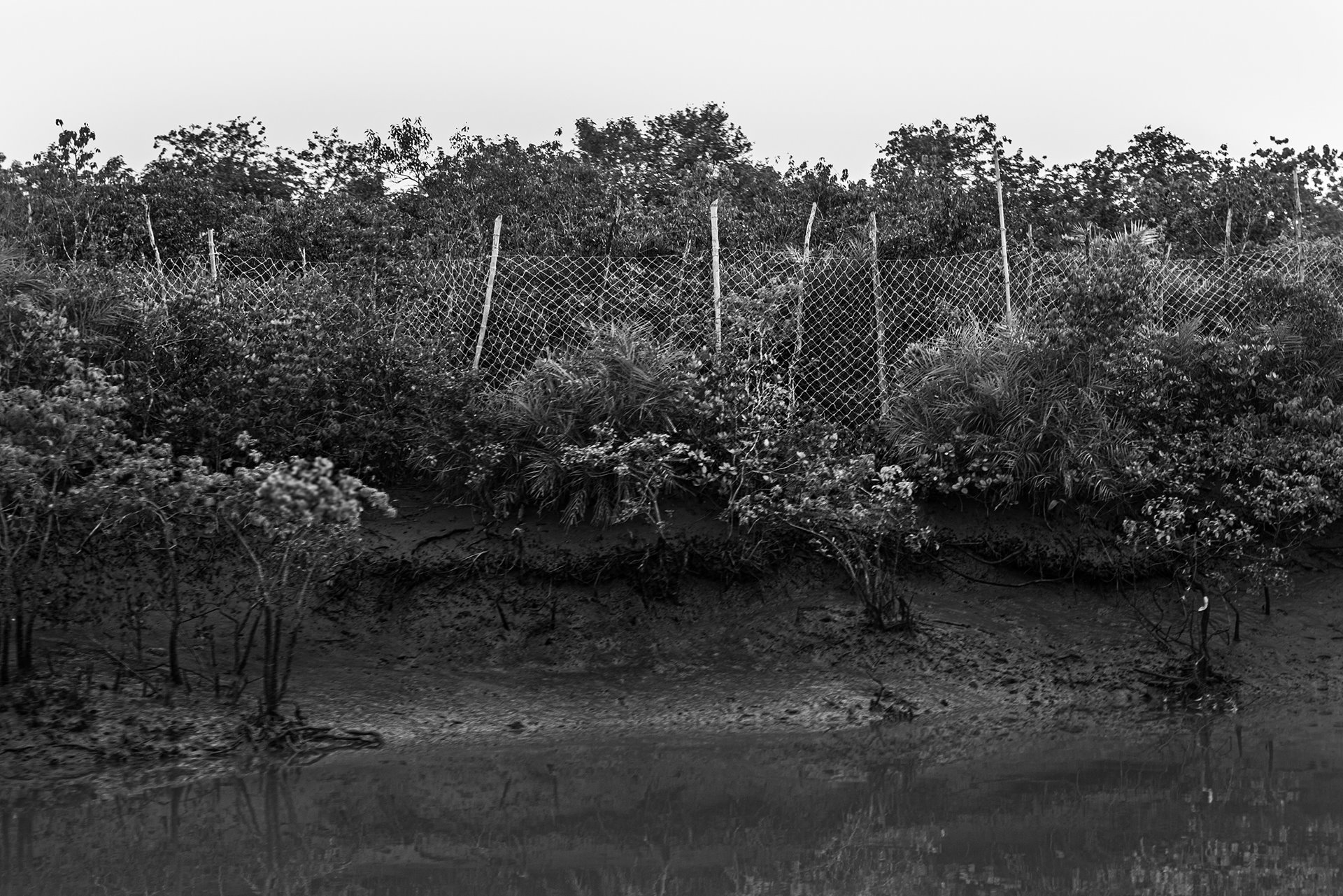 A fence in the Sundarban Tiger Reserve, West Bengal, India restricts tiger movement into a village. In partnership with the Forest Department, World Wildlife Fund India installed tiger fencing along the fringes of villages in 2018, reducing the number of tigers straying into human habitation by almost 80 percent. The move has also helped in the building of awareness and trust with the villagers, and enhanced the success of conservation measures, as they cooperate with reporting straying tigers and other large cats.