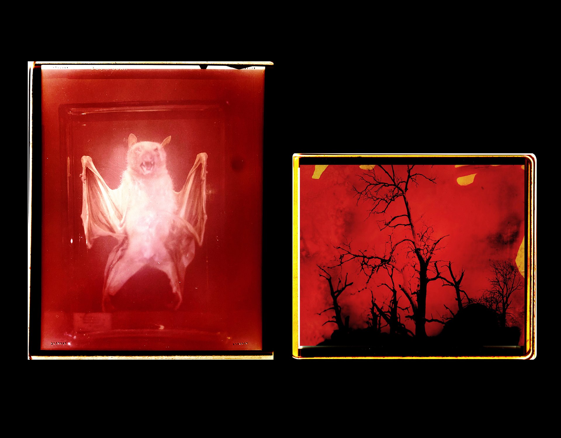(Left) Preserved specimen of a Bat (Flying fox), UCL Grant Museum of Zoology, London UK. The image was made using a large format camera and hand printed in the colour darkroom by the photographer.<br />
(Right) A landscape of Bathurst (Wiradjuri Country), Australia. This photograph was reworked by painting on the surface of the print with inks and other paints.<br />
&nbsp;