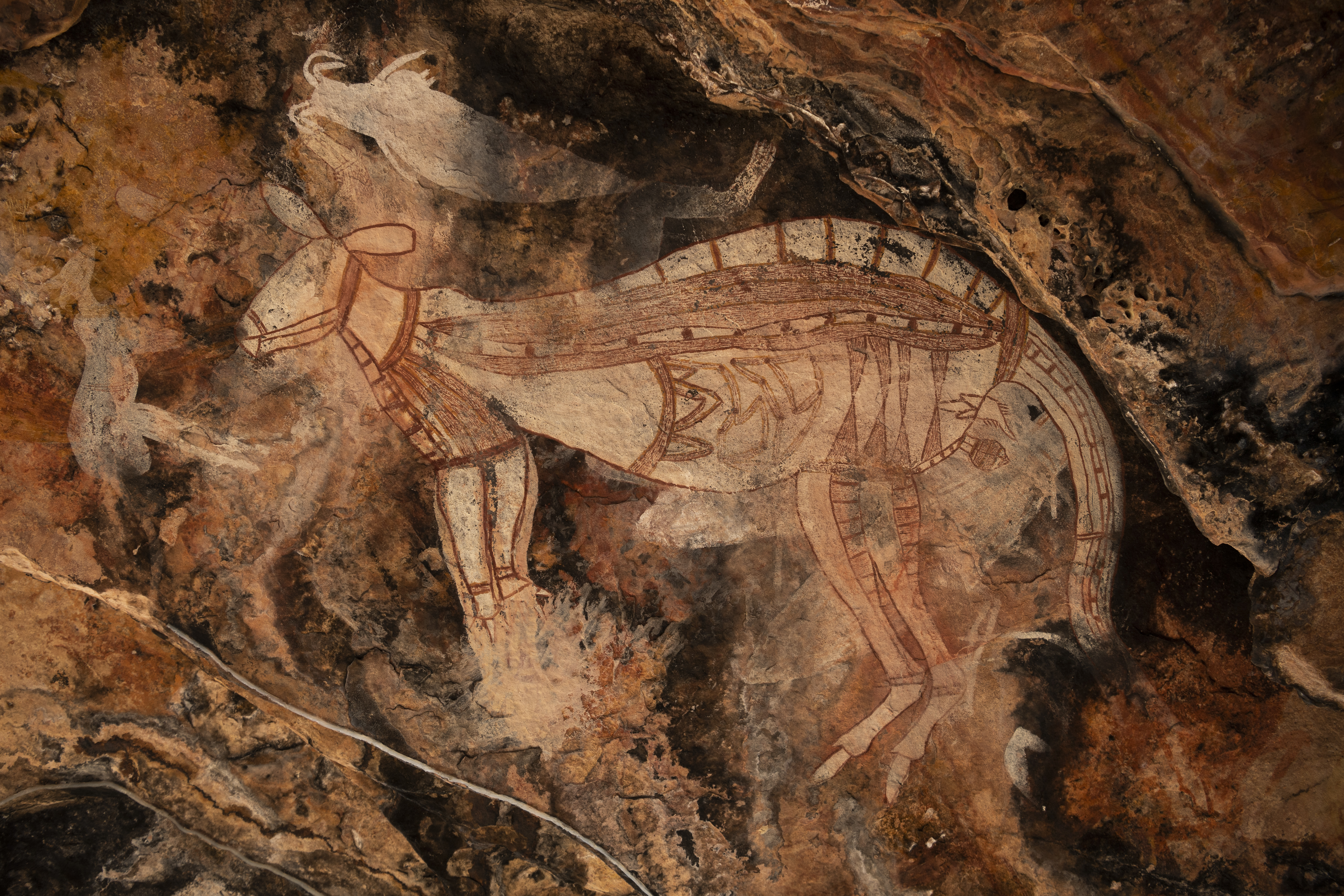 A painting of a kangaroo among dozens of other rock art paintings on the roof of a cave in Arnhem Land, Australia. Each year, sacred rock art sites are cleared of debris that might burn and destroy the ancient paintings when the fires move through. A nearby archaeological dig recovered traces of ochre and human remains, dating back some 65,000 years.