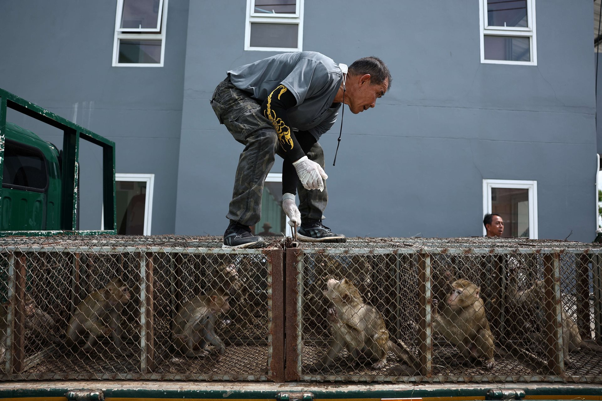 Wildlife officials examine captured macaques that are about to be transferred to a new cage, in Lopburi, Thailand, during the government sterilization program. &quot;Our goal is to neuter all the monkeys, 100 percent of them,&quot; said local veterinarian Patarapol Maneeorn, of the government wildlife department. &ldquo;The monkeys will then be put into a designated area where they will be looked after.&rdquo;