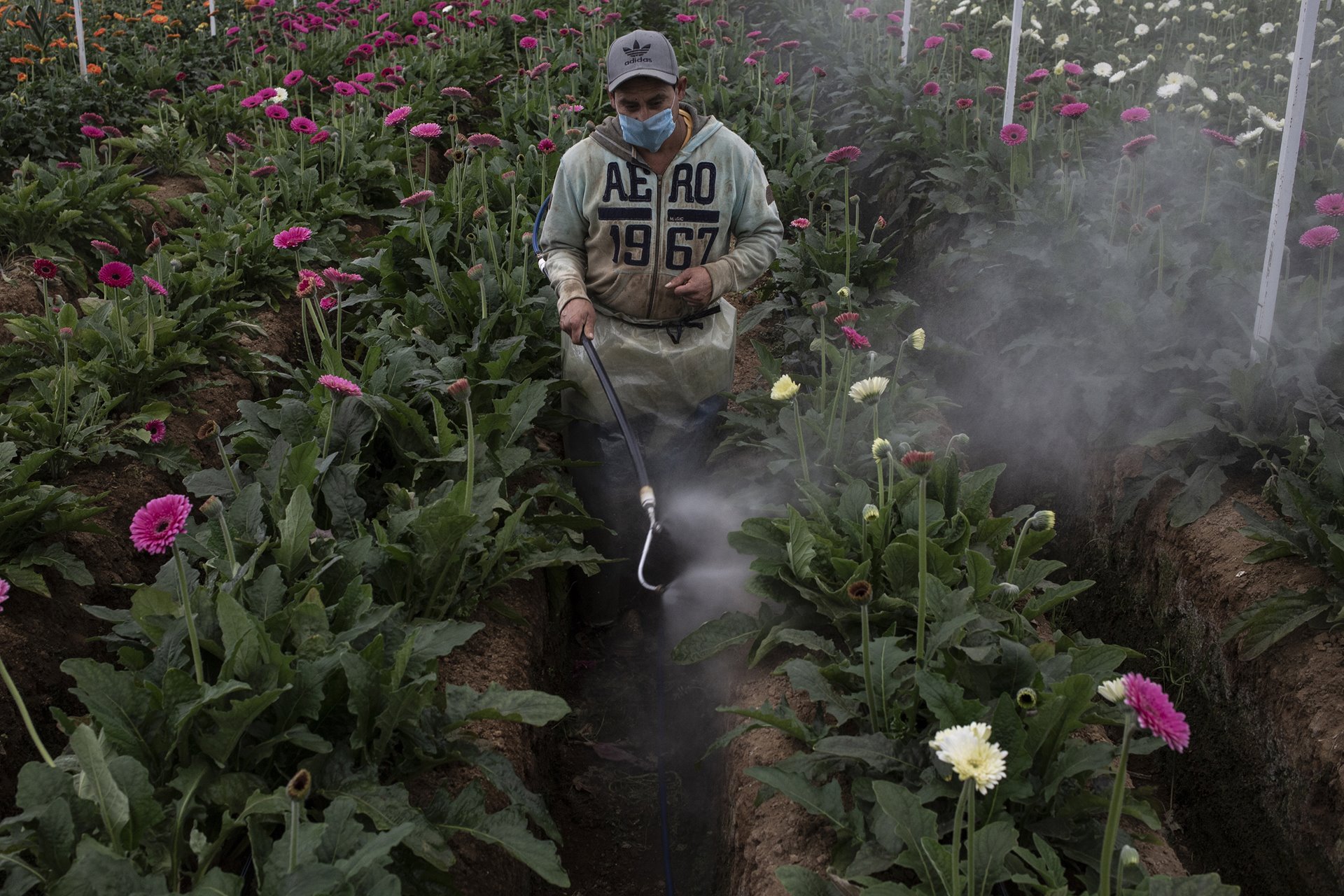 <p>A worker sprays gerberas inside a greenhouse, in Villa Guerrero, Mexico. The smell of chemicals pervades the flower-growing region.</p>
