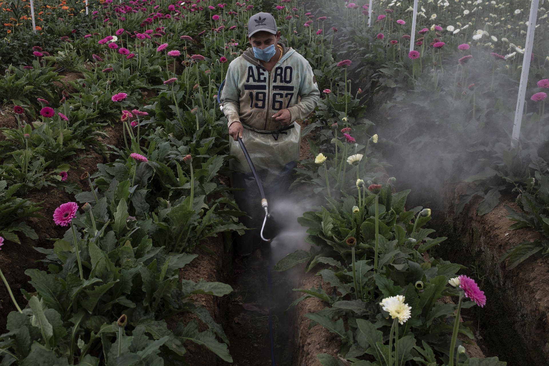 <p>A worker sprays gerberas inside a greenhouse, in Villa Guerrero, Mexico. The smell of chemicals pervades the flower-growing region.</p>
