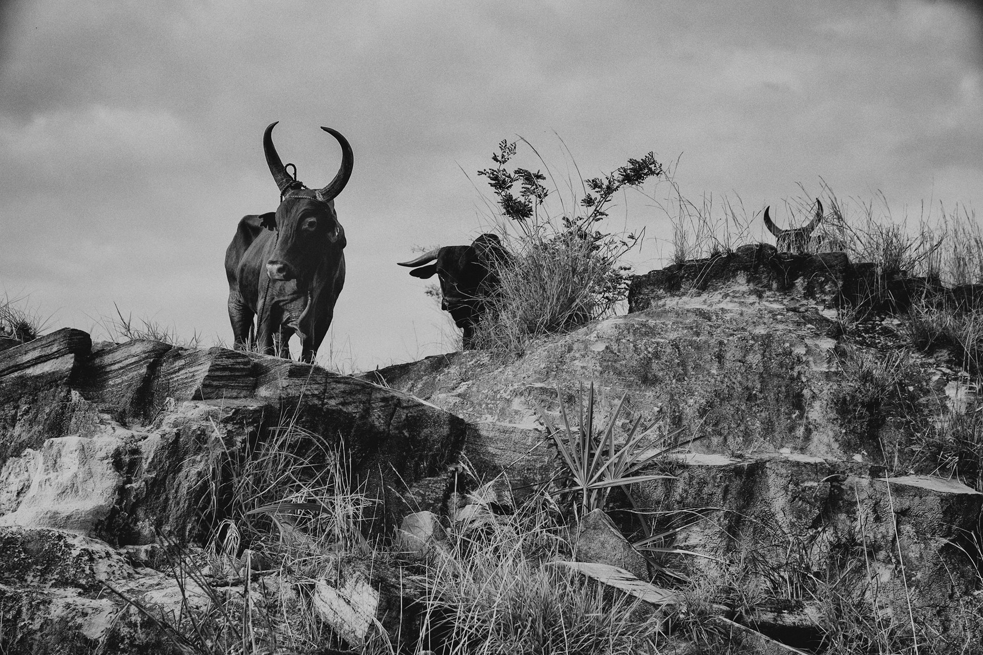 Zebu are taken across the Bemaraha Plateau, in Madagascar, en route to being sold at market.