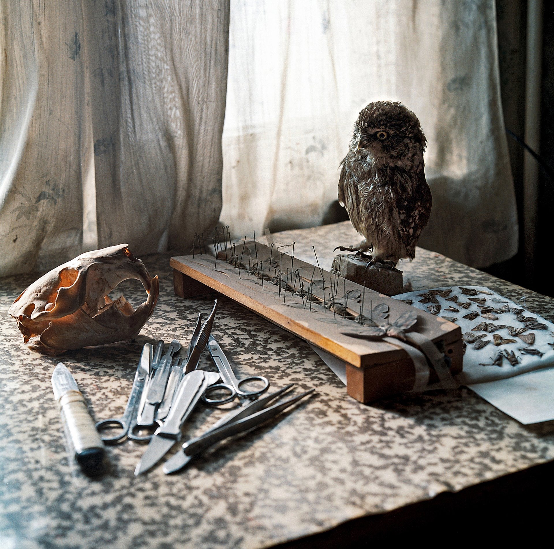 Parkev Kazarian&rsquo;s taxidermy tools and butterfly mounting board, with moths, in Gyumri, Armenia. Rustam Effendi used similar tools and passed on his knowledge to Kazarian, who was two decades his junior.