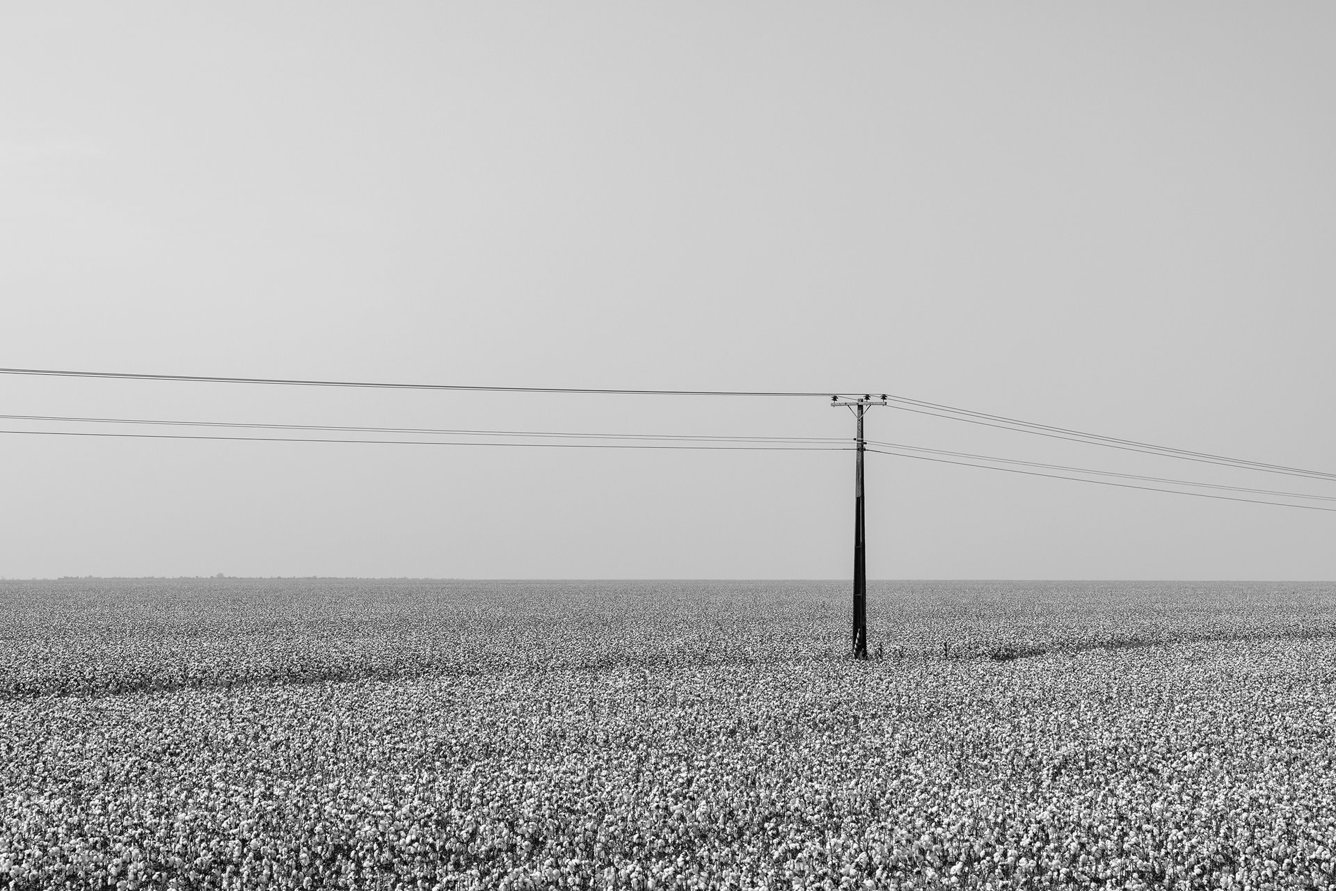 A cotton plantation stretches to the horizon, on the Parecis plateau in northwest Mato Grosso, in the Brazilian Amazon.The region, which functions as a watershed between the Amazon and La Plata basins, has been taken over by intensive agriculture since the 1980s. Land set aside for Indigenous communities &ndash; some of the last remaining rainforest &ndash; is now being given over to soybean farming.