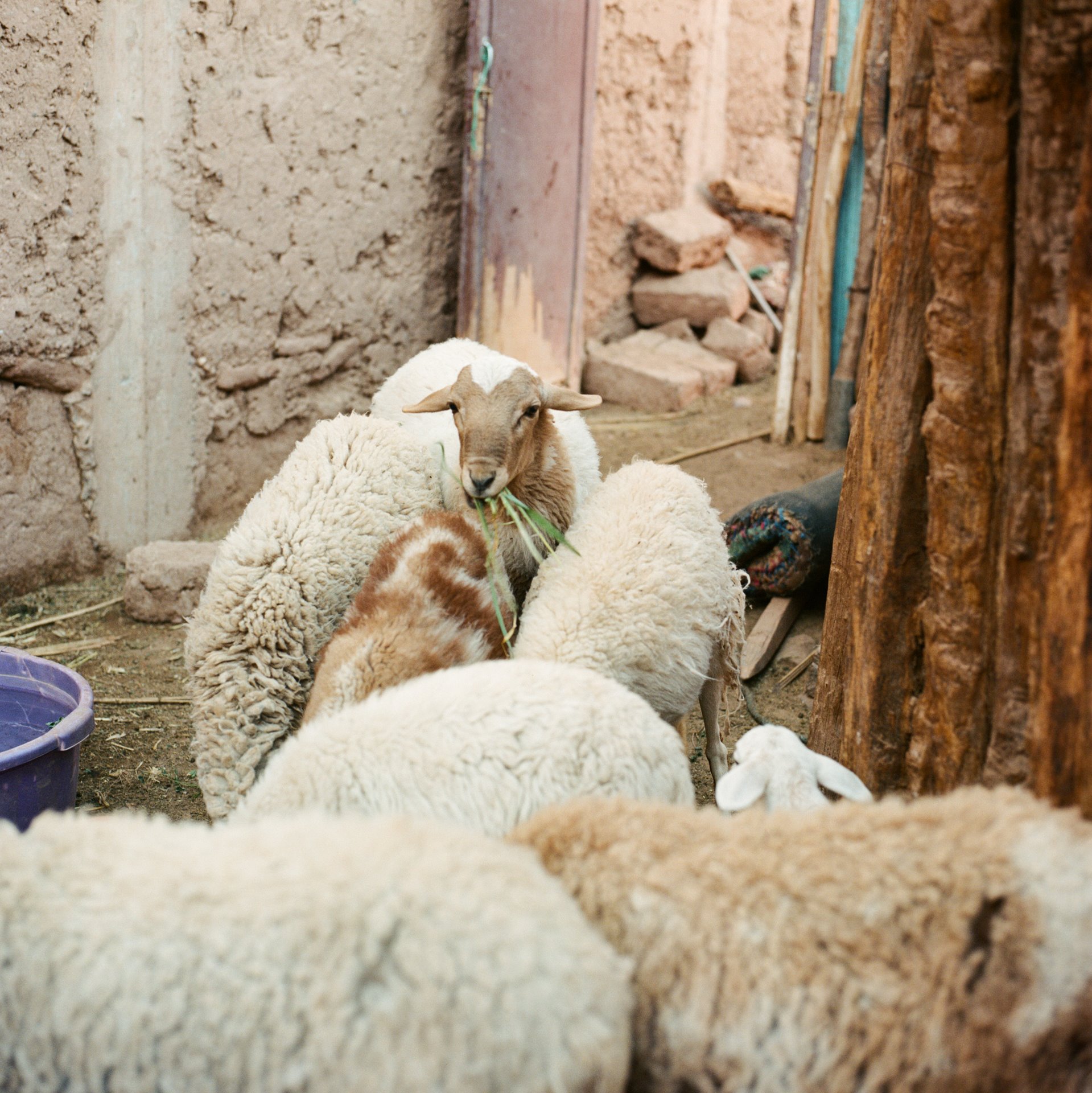 <p>Sheep belonging to farmer Ahmed Marzak (&ldquo;Hamdani&rdquo;, 62) &nbsp;enter a fold in Zagora, beside the Oued Draa river in eastern Morocco.</p>
