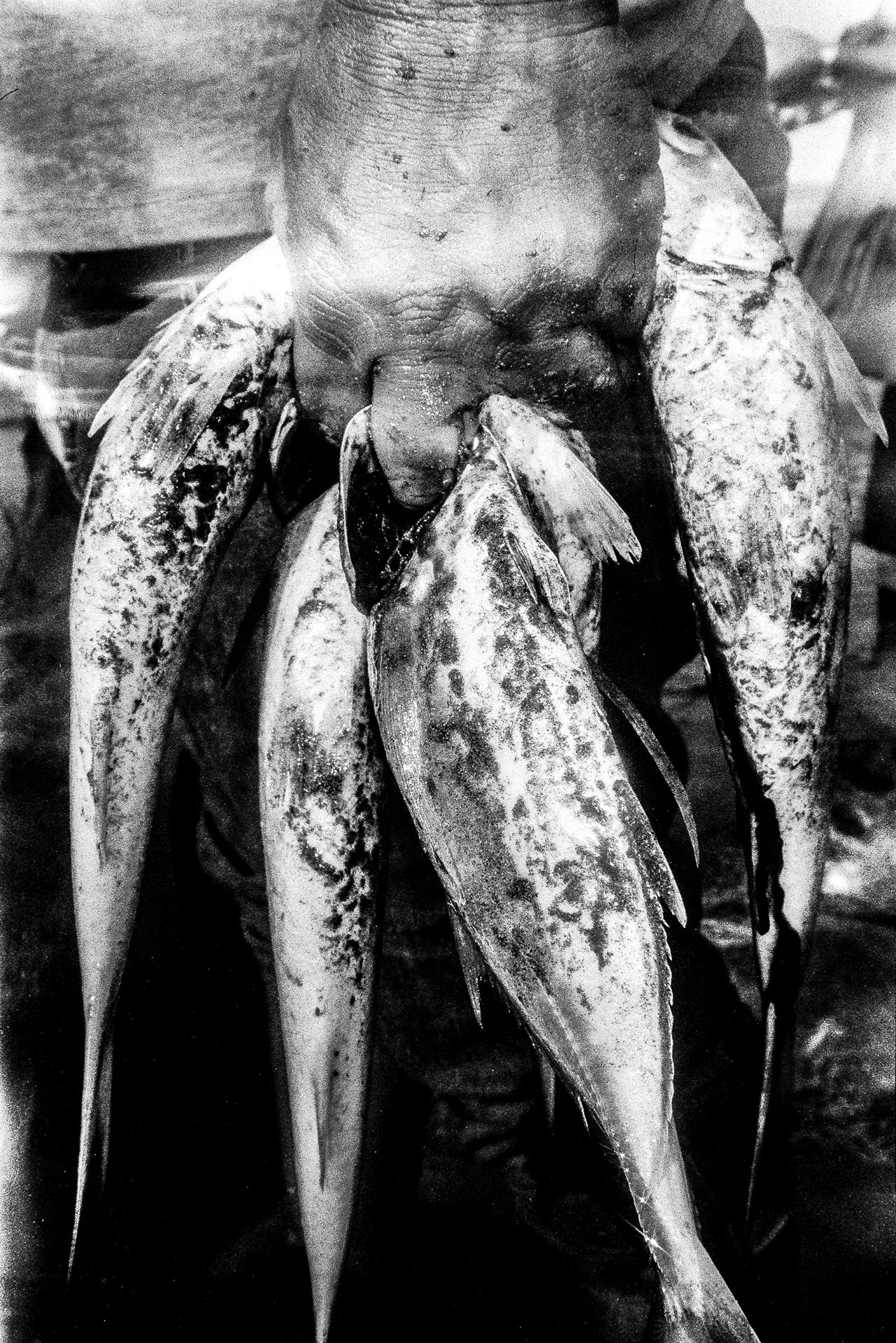 <p>A portion of Enrique&rsquo;s catch. Fishing is becoming increasingly difficult in the area as beaches erode and changing conditions in the sea drive fish species elsewhere, transforming the marine ecosystem of the Gulf of Mexico. Las Barrancas, Veracruz, Mexico</p>
