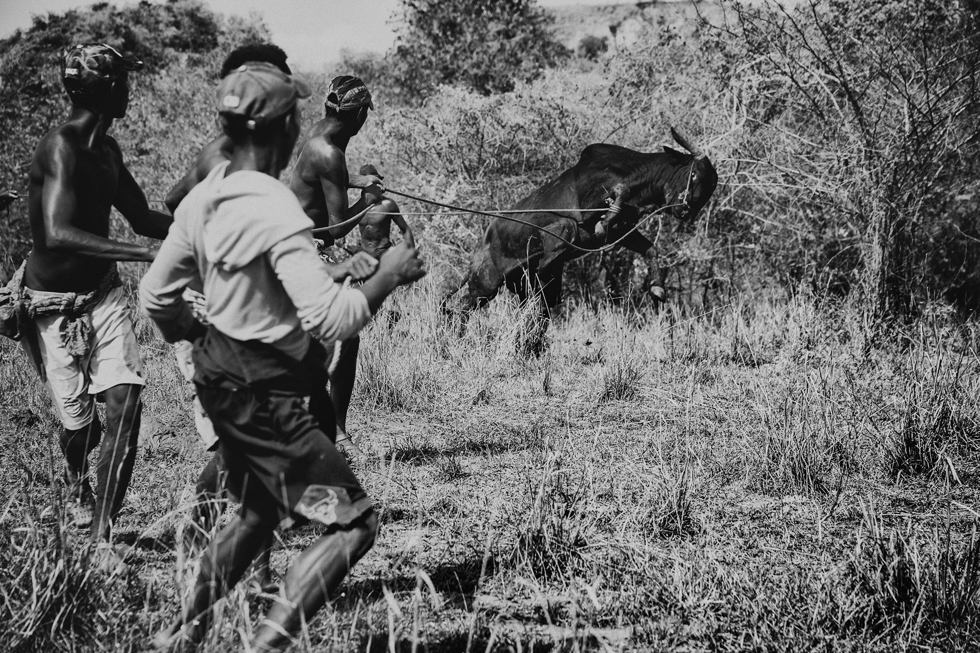 <p>Herdsmen catch a wild zebu, in order to tame and later sell it, near the village of Antsalova, Madagascar. After spending time with the herd, the animal will be taken to a large zebu market in Tsiroanomandidy, around ten days&rsquo; walk away, where it can be expected to raise around two million ariary (US$ 490).</p>
