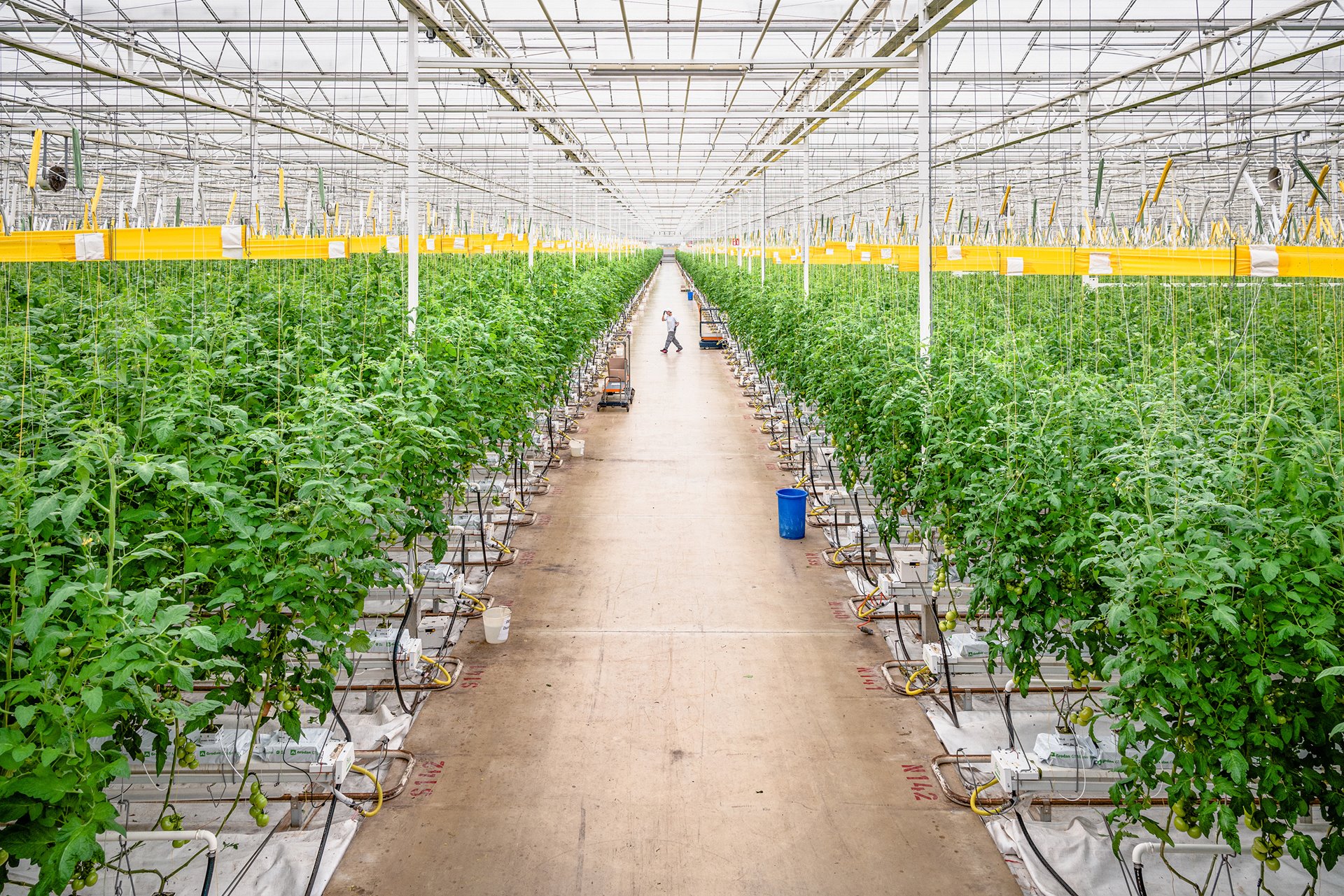 <p>Greenhouse operations in this facility in Ostellato, Italy, are based on a circular economy. At the end of their life cycle, plants become the fuel for a biogas plant that powers the greenhouse. Hydroponic techniques enable plant growth all year round, using 70 percent less water than traditional methods, and, in addition, rainwater is collected for irrigation.&nbsp;</p>
