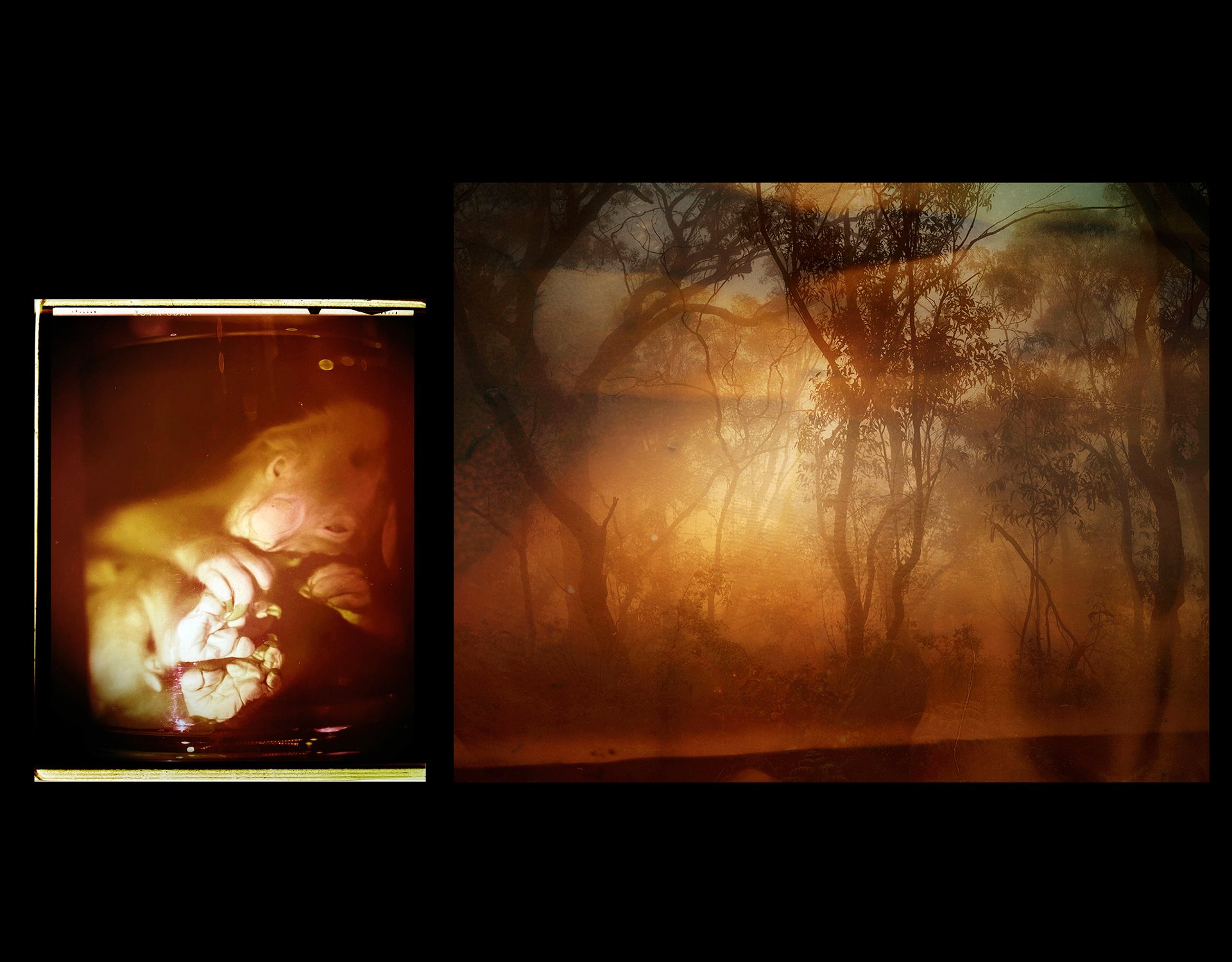 (Left) Preserved specimen of a Koala joey (Phascolarctos cinereus - LDUCZ-Z2586). This specimen was transferred from the Huxley collection at Imperial College in the 1980s. The fluid has not been tested but is likely IMS. UCL Grant Museum of Zoology, London UK. The image was made using a large format camera and then hand printed in the colour darkroom by the photographer. (Right) A landscape of the Royal National Park (Dharawal Country), Australia. The photograph has been painted with oils and inks by the photographer.