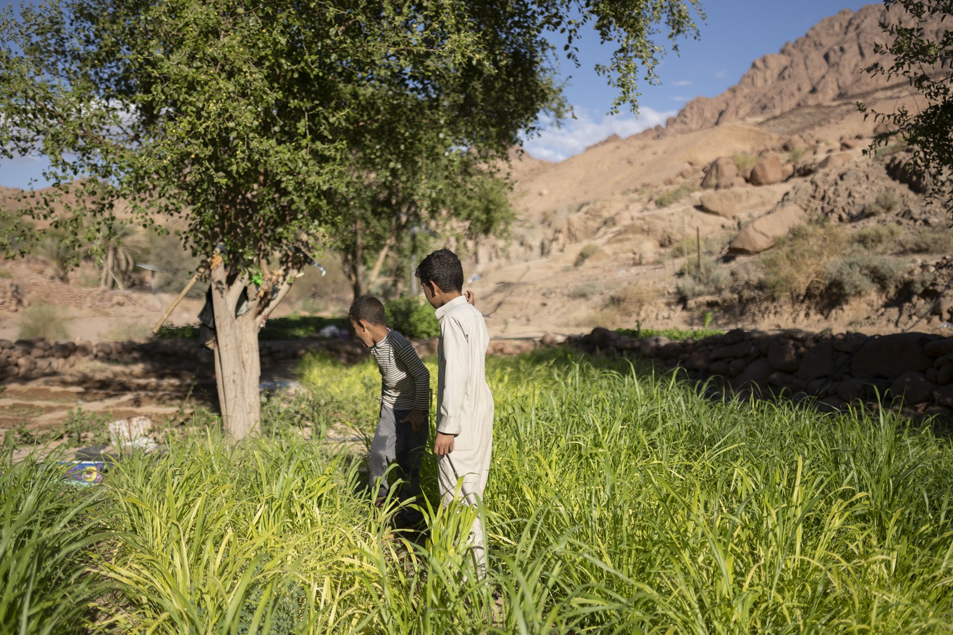 Youssef and Mohamed run around in their father&rsquo;s recently bloomed garden in St. Catherine, South Sinai, Egypt. South Sinai is prone to flash flooding and allows gardens like this one to flourish.