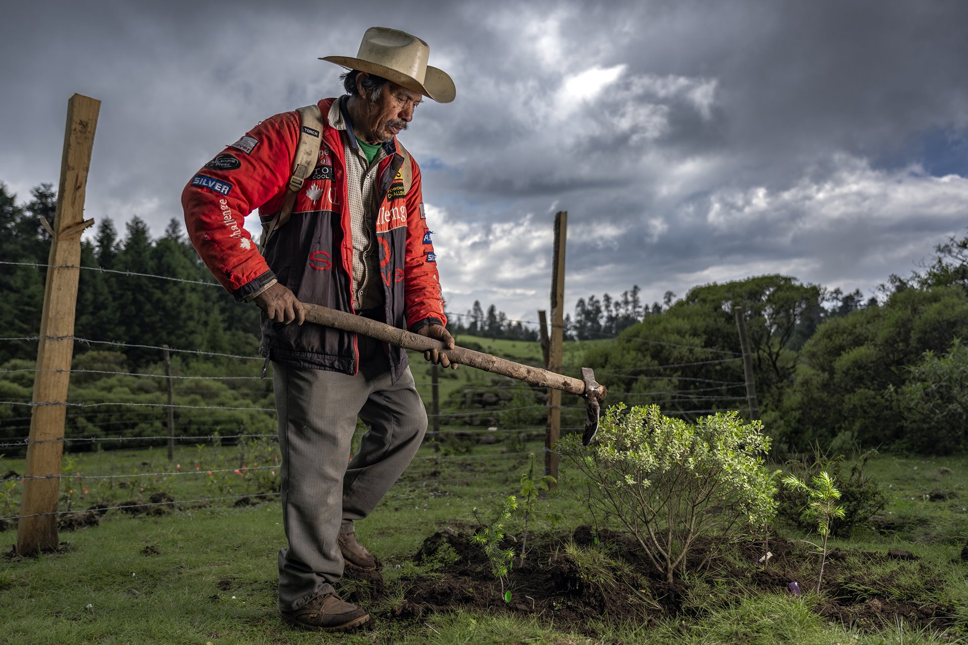 José Humberto García Miranda plants oyamel fir saplings with nurse plants for shade. Researchers from Michoacan&rsquo;s San Nicolás de Hidalgo University promote this reforestation technique for better survival. El Rosario Monarch Butterfly Sanctuary, in the Monarch Butterfly Biosphere Reserve, Michoacán, Mexico.