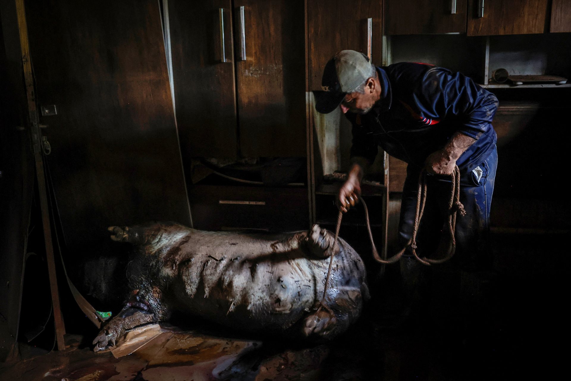 Farmer João Engelmann drags a pig carcass from his neighbor&#39;s flooded bedroom in Eldorado do Sul, Rio Grande do Sul, Brazil. In southern Brazil, torrential rains flooded nearly 6,500 family farms, disrupting harvests, destroying silos, and devastating exports.
