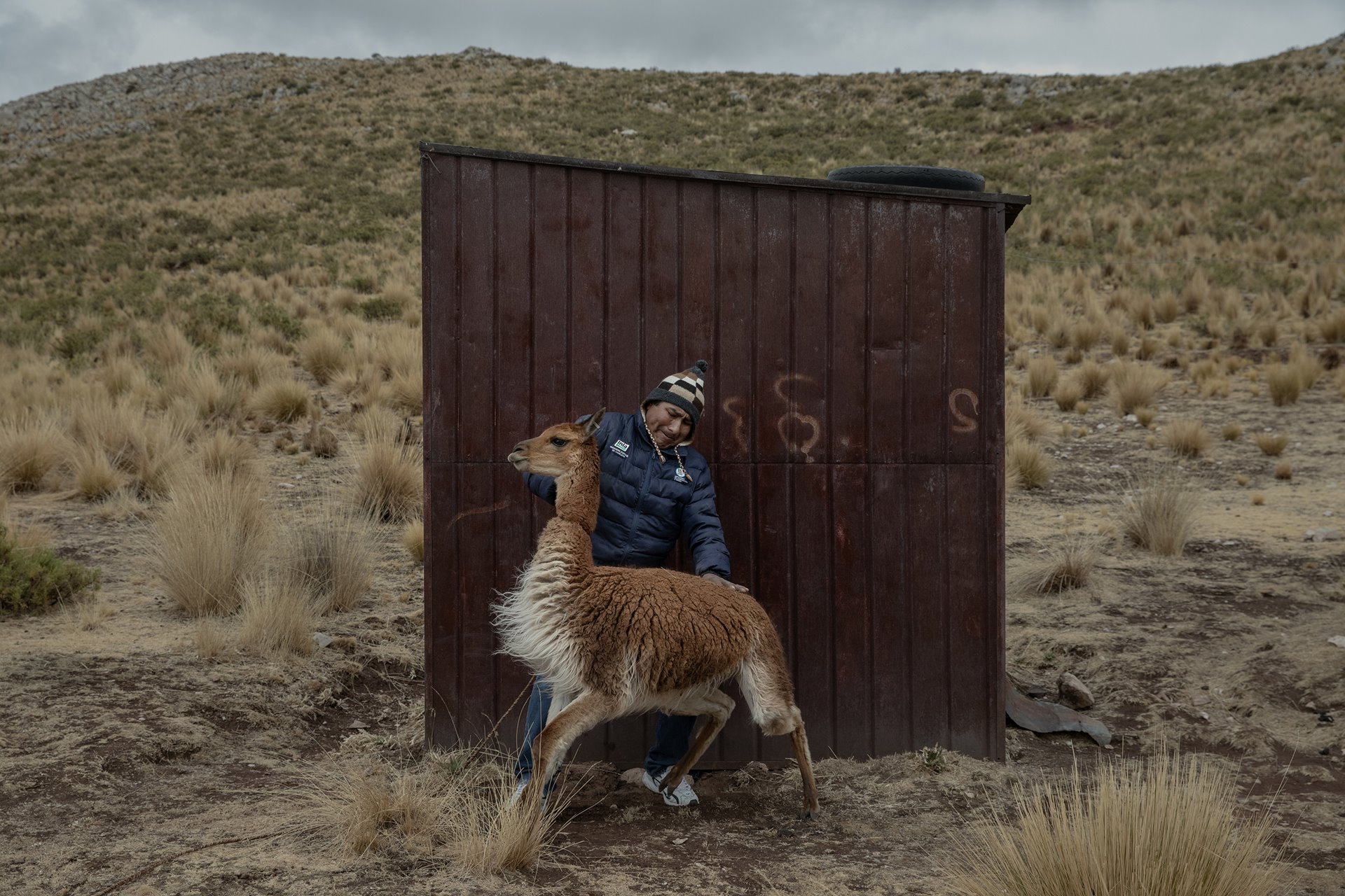 Felimon Paxi Menezes, a researcher at the Quimsachata Research and Production Center, in Puno, Peru, handles a pacovicuña. A cross between an alpaca and a vicuña (a camelid renowned for its hair), pacovicuñas display high resistance to cold and have more valuable wool.