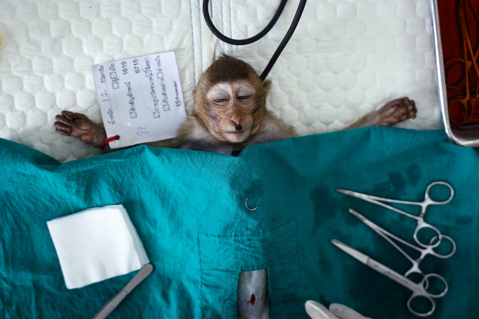 A young long-tailed macaque lies sedated as veterinarians from the Department of National Parks, Wildlife and Plant Conservation carry out a sterilization procedure, in Lopburi, Thailand.