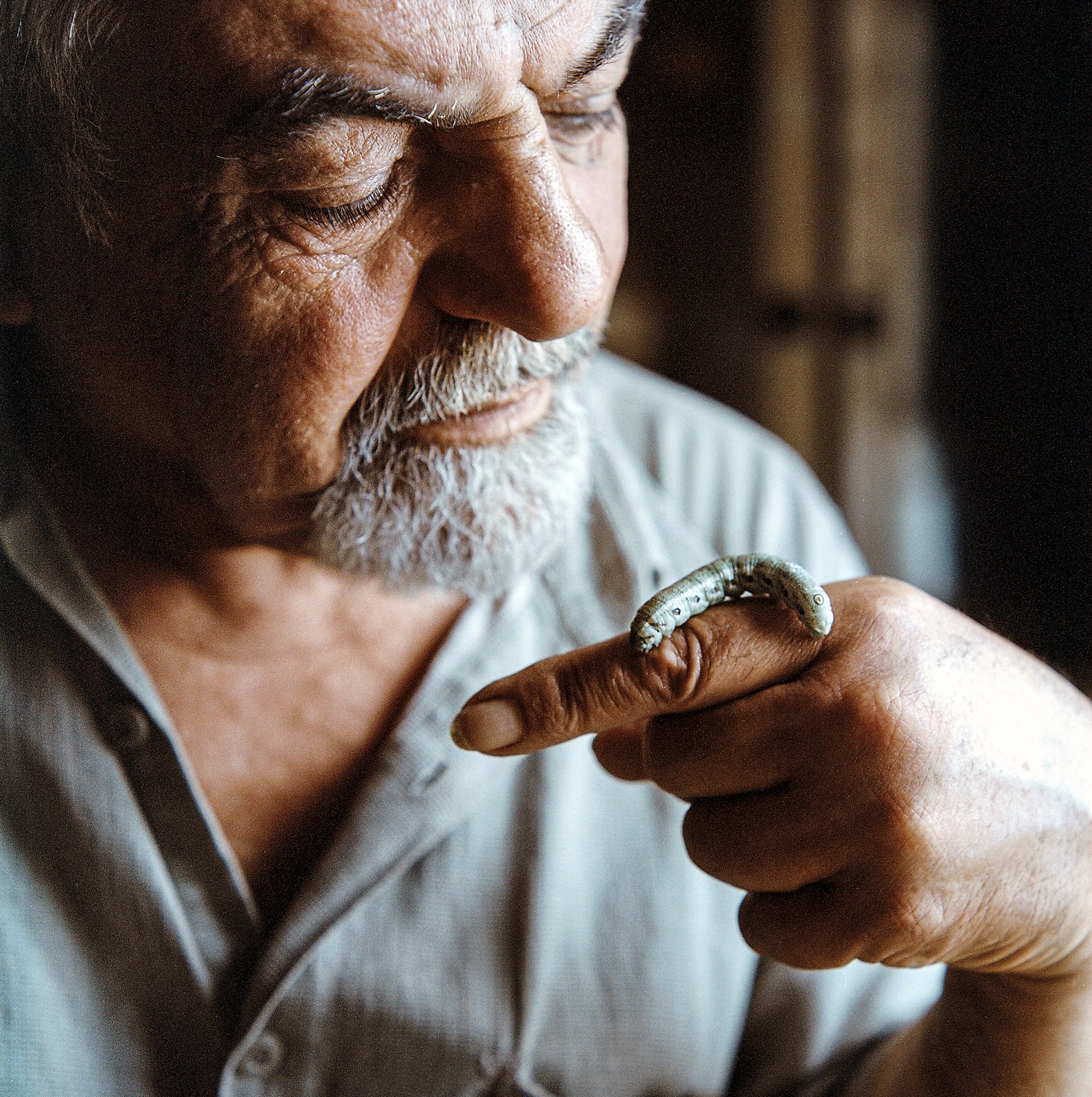 Parkev Kazarian, butterfly hunter and taxidermist, with a caterpillar, in Gyumri, Armenia. The photographer followed Kazarian into the mountains on the Armenian side of the Armenia-Azerbaijani border in search of <em>Satyrus effendi</em>.