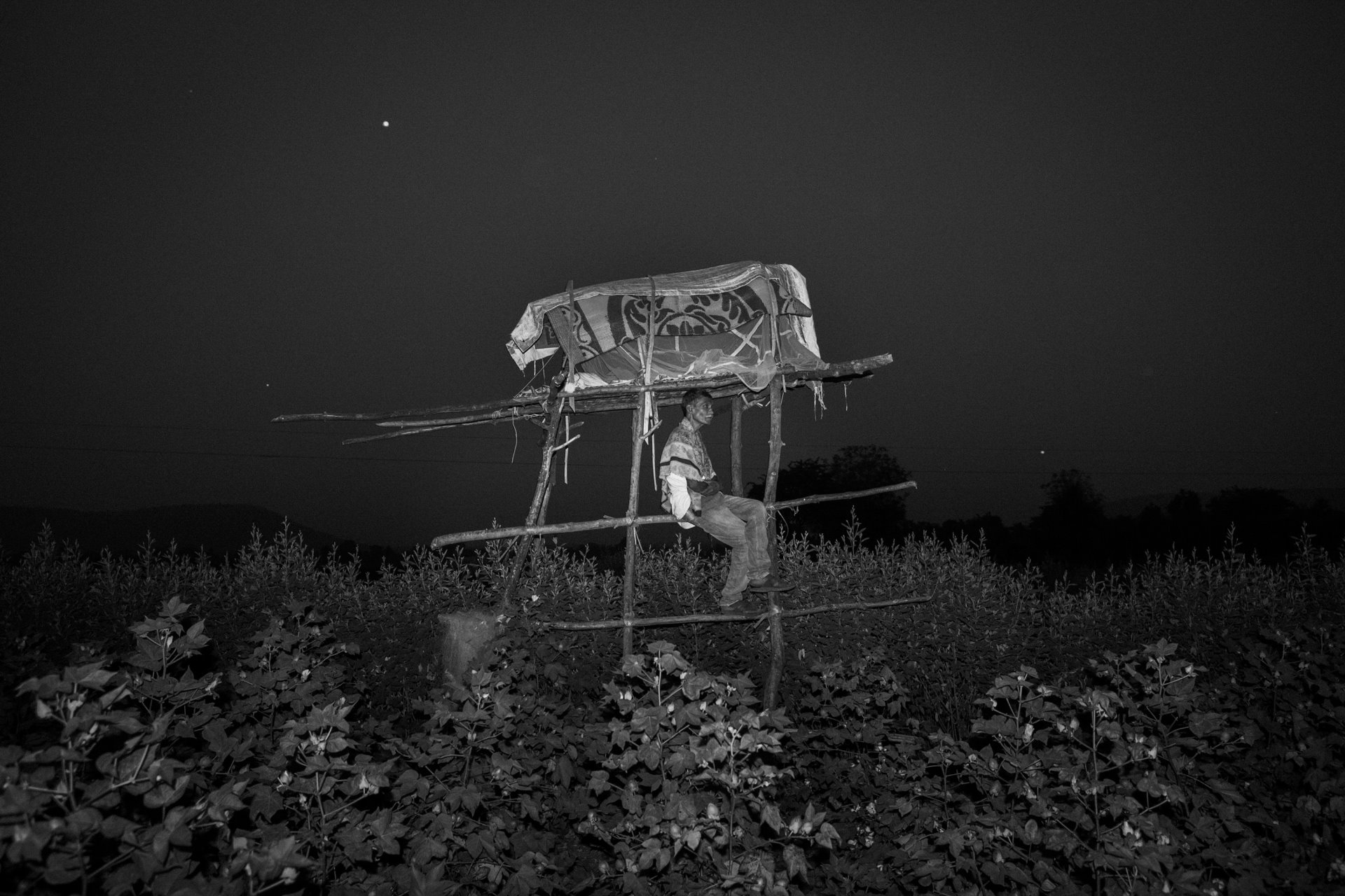 <p>A night watchman keeps watch from a tower to protect his crops from wild boar and deer, in the village of Ghosri, near the Tadoba Andhari Tiger Reserve, Chandrapur, Maharashtra, India. Tigers also roam the farmland at times, in search of water, prey, shelter, or marking out new territory. Around 200 tigers live in Chandrapur, of which around 80 share the space outside of the tiger reserve core zone.</p>
