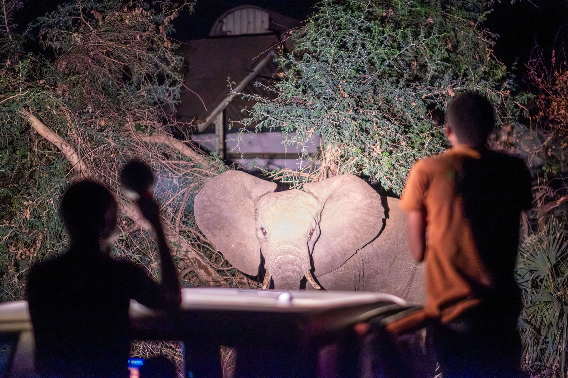The Elephant Whisperers of Livingstone
