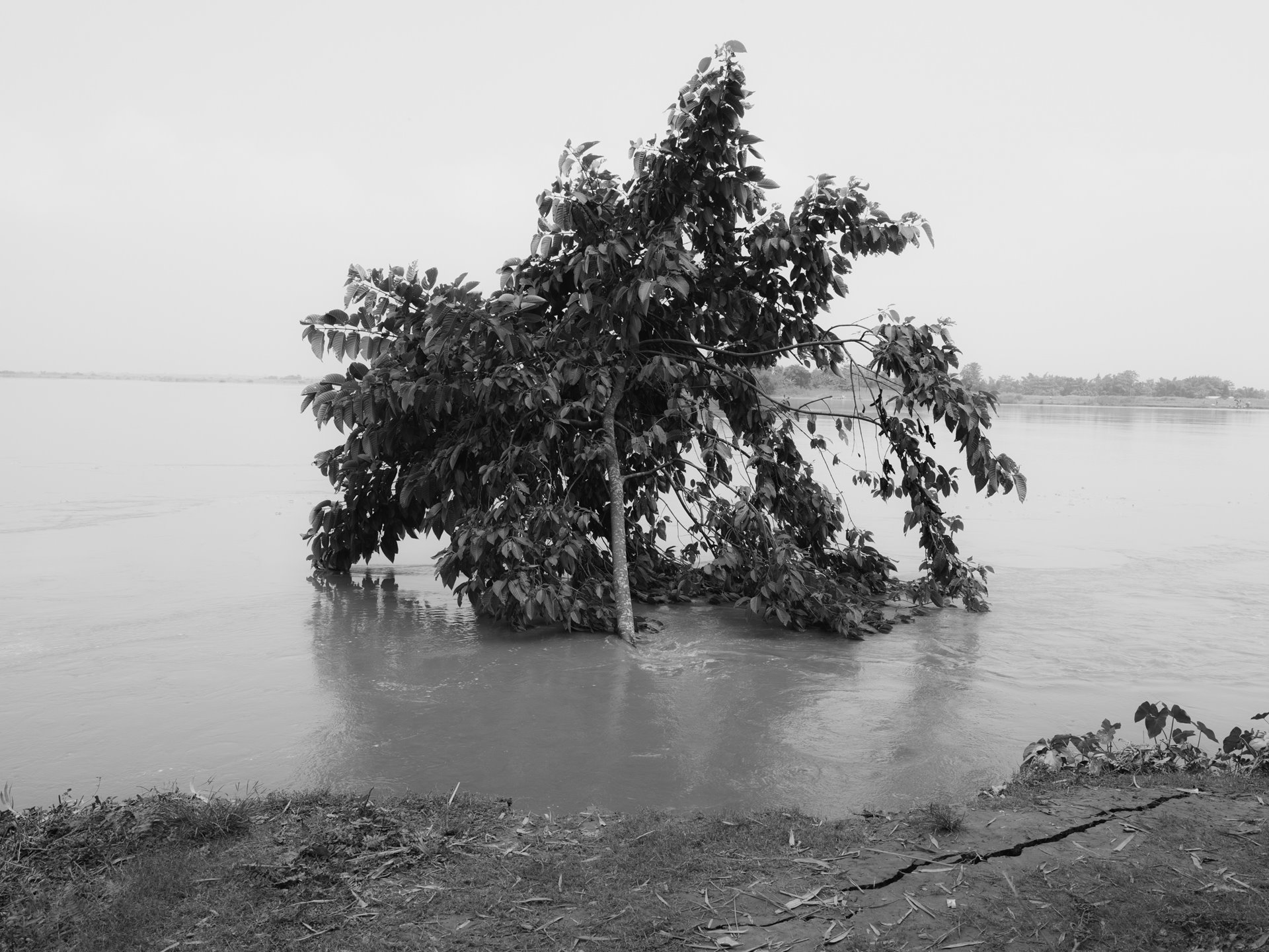 A submerged tree in the swollen Beki River. Kharbali West villagers must relocate yet again due to the dreaded annual monsoon, which engulfs villages and causes havoc. Bengali Muslims living along one of the many tributaries of the Brahmaputra often see their land vanish, relocating every few years due to the aggressive river&#39;s shifts, exacerbated by release of dam water from Bhutan. Downstream, in Barpeta district, the Bengali Muslim communities continue to grapple with citizenship challenges after NRC exclusion, facing the possibility of statelessness. Kharbali, Barpeta, Lower Assam, India.