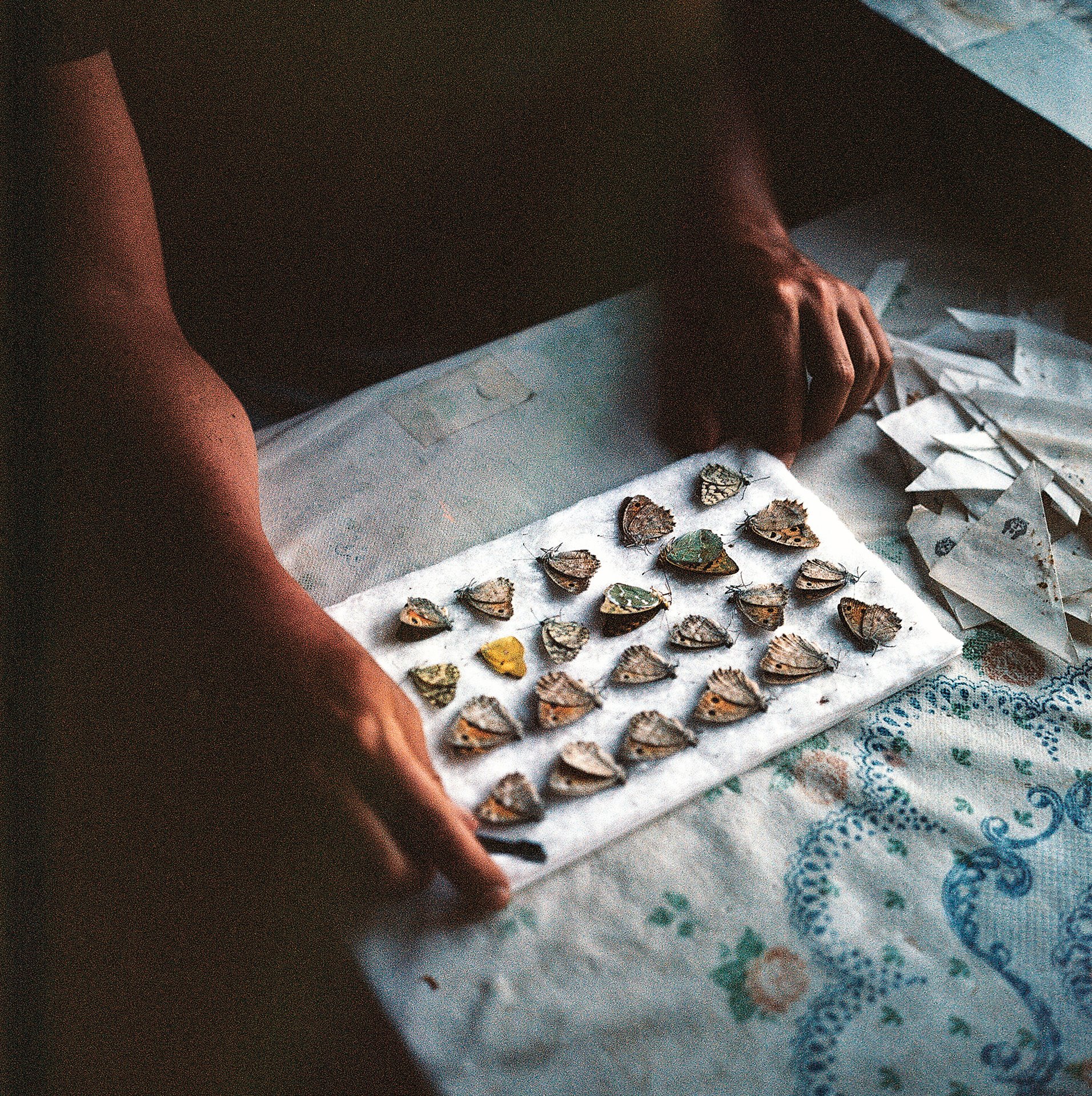 Russian entomologist Dmitriy Morgun arranges local species of butterflies caught in the surrounding mountains. In 2017, near the village of Parağaçay, Morgun successfully collected <em>Satyrus effendi</em>, the elusive butterfly named after the photographer&rsquo;s father, Soviet entomologist Rustam Effendi. Morgun helped the photographer in her search for her father&rsquo;s butterfly. Nakhchivan, Azerbaijan.