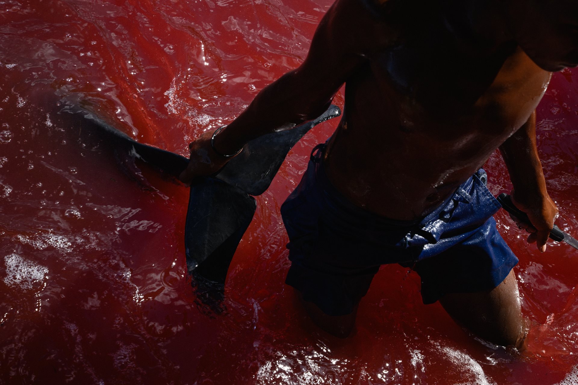 A young man drags a dolphin toward the shore in Walande. While Fanalei struggled this season, the larger sister community of Walande successfully landed a catch to share across the Surodo Lagoon. Maramasike Island, South Malaita, Solomon Islands.